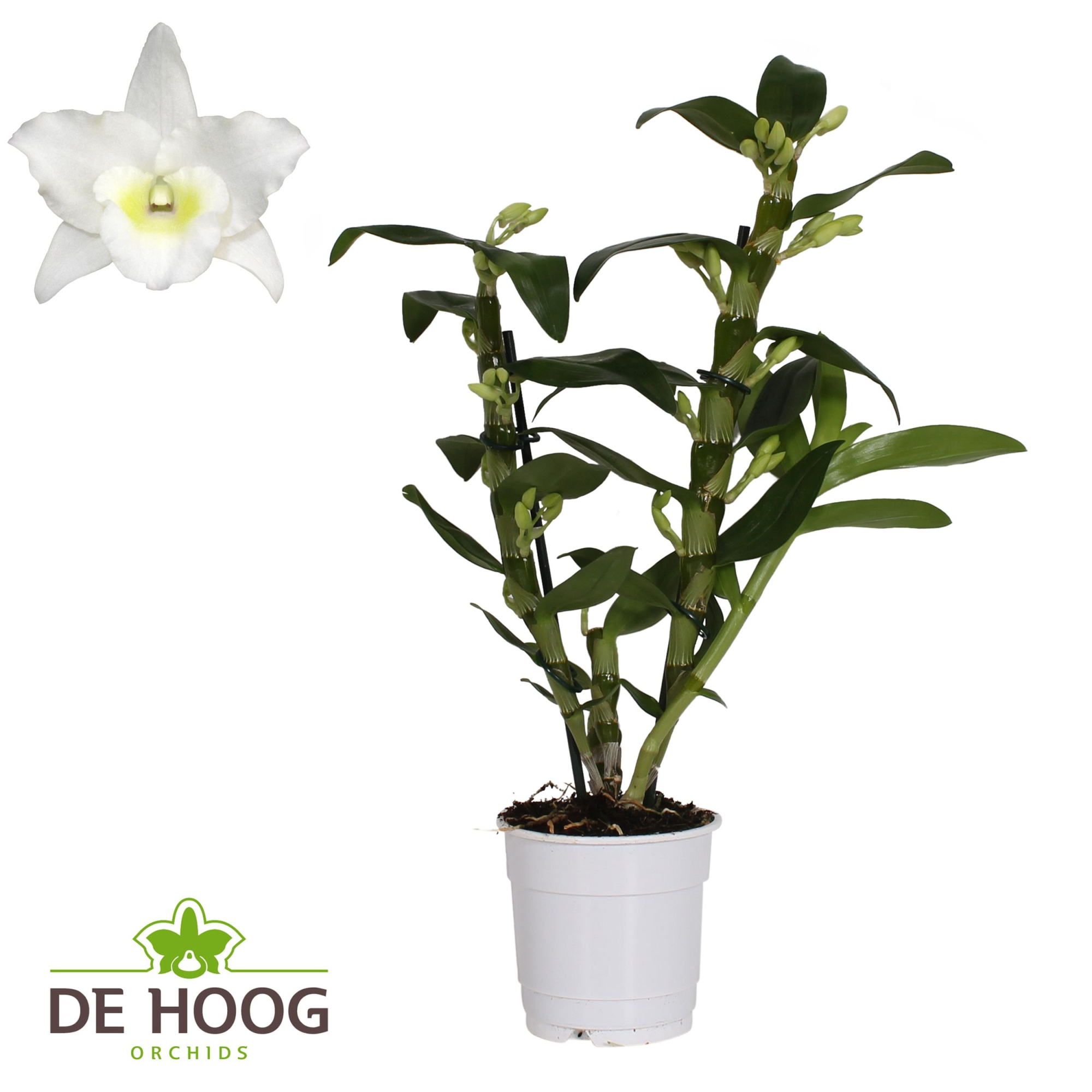 Dendrobium Nobile Apollon 12+ tros De Hoog, D 12 cm