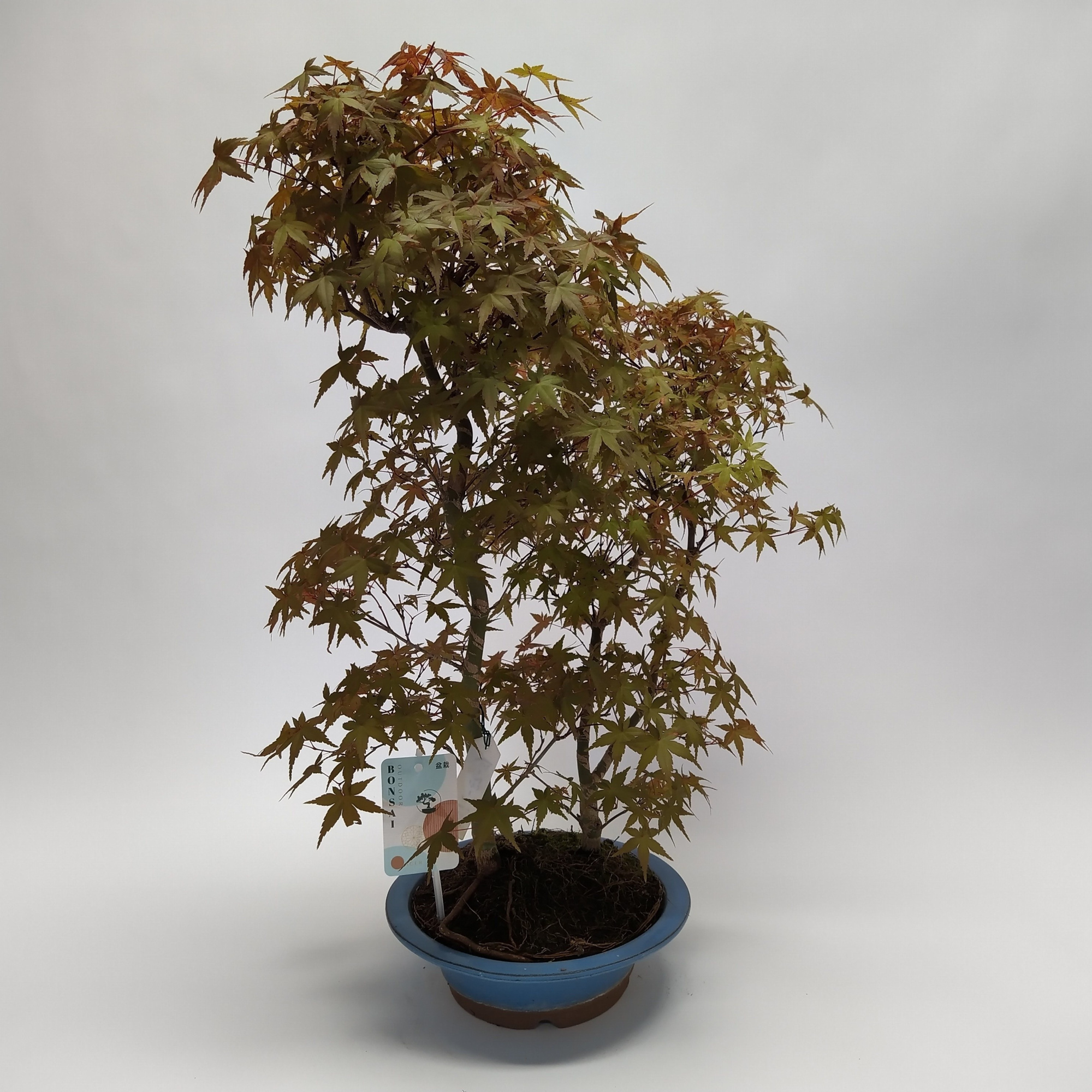 Acer Deshojo Bonsai 'E32' 23 cm (herkomst: Japan), D 23 cm