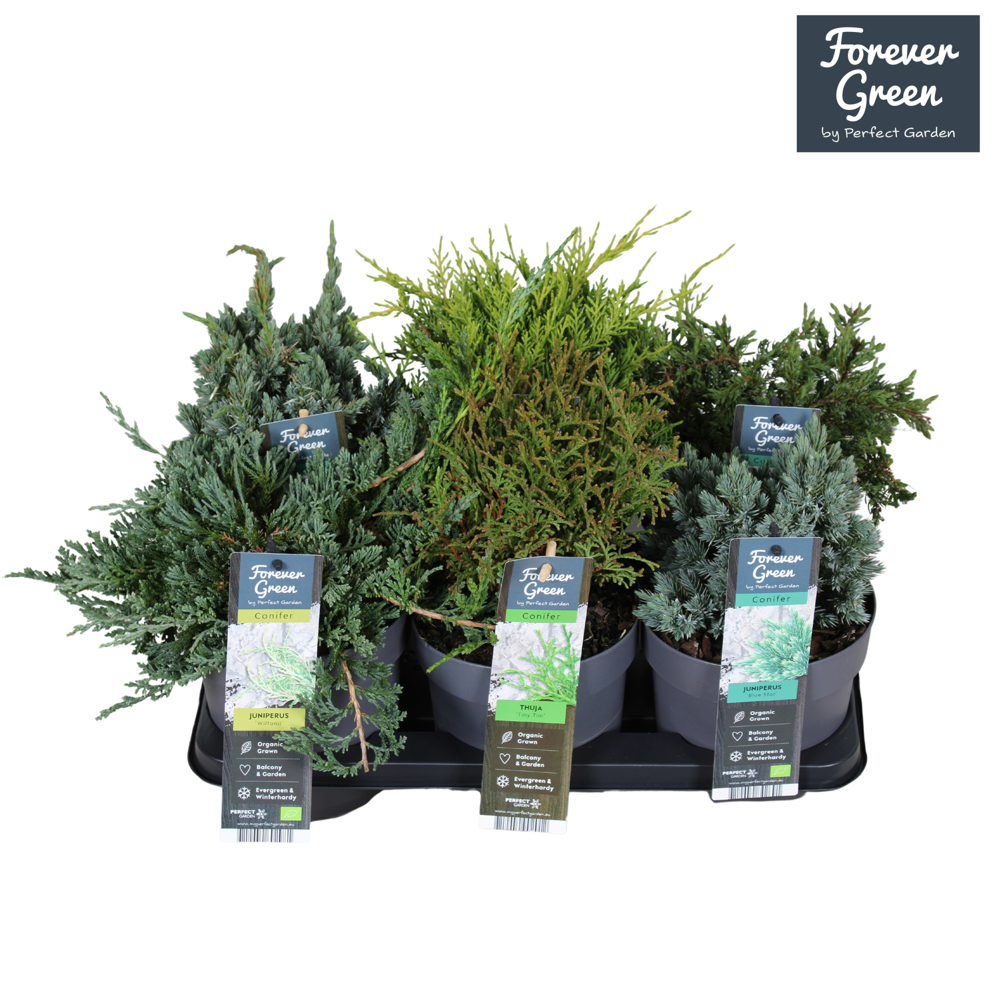 Coniferen mix tray P14, D 14