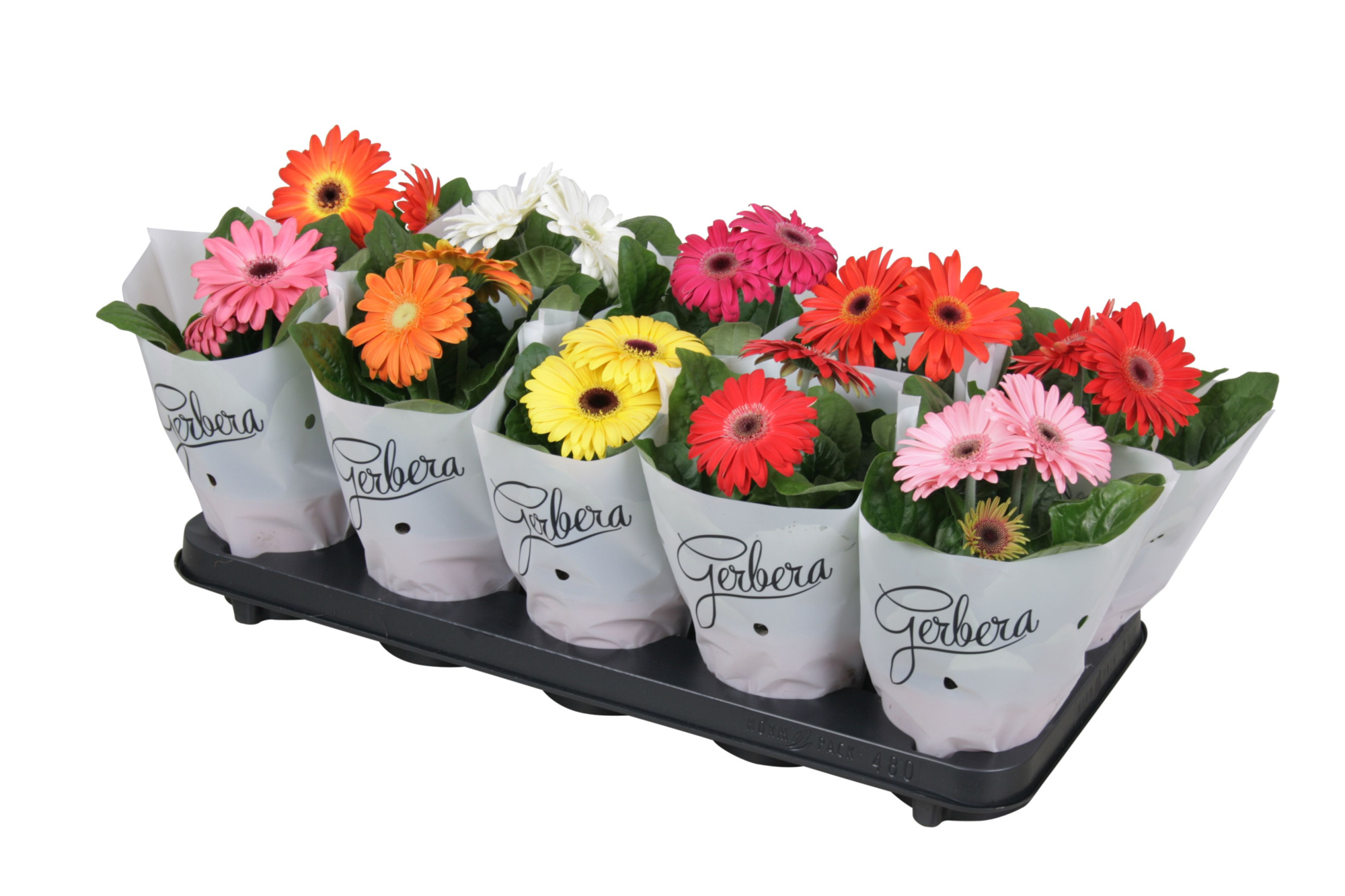 Gerbera belicht 2+basic in frosted hoes kort, D 12 cm