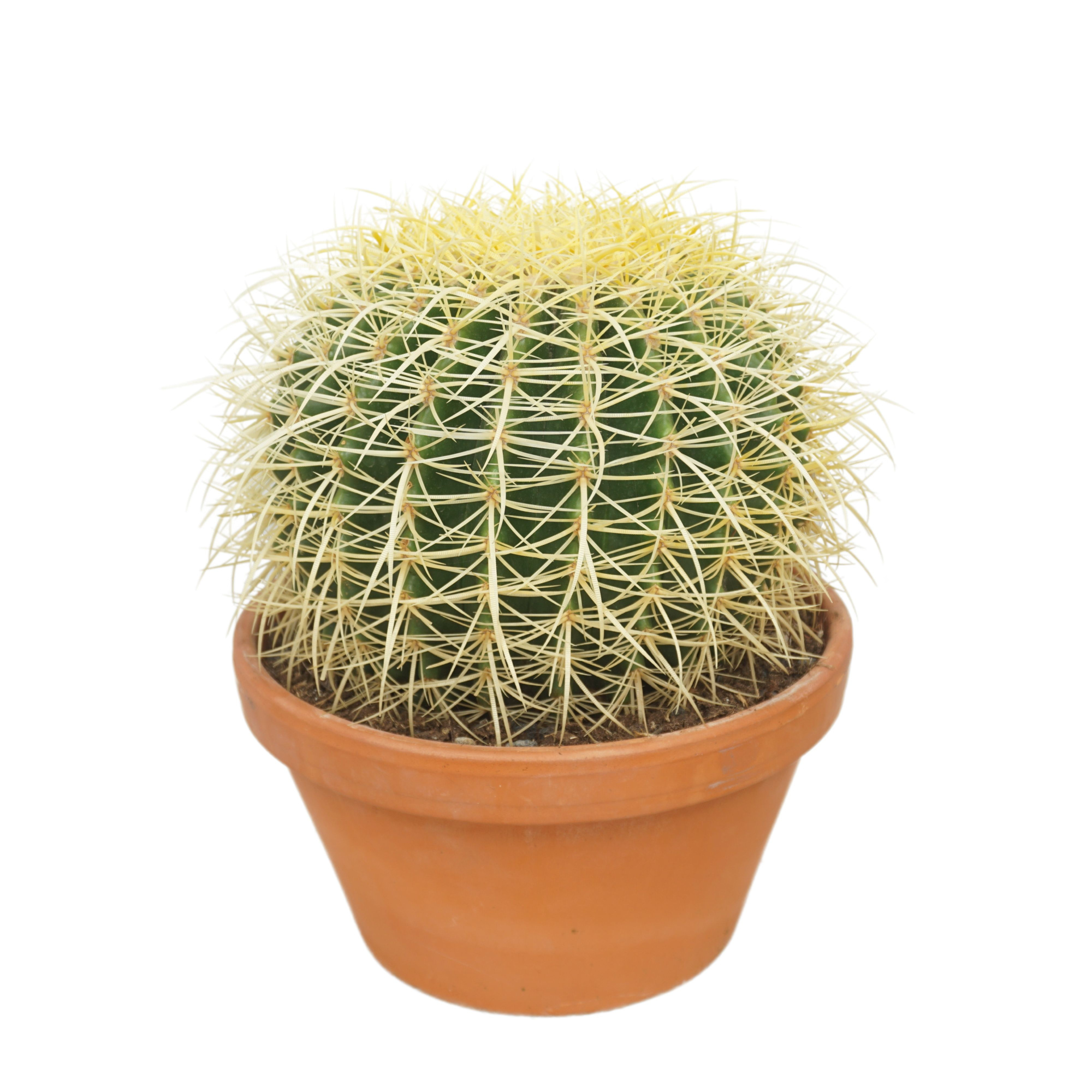 Echinocactus grusonii 27 cm, D 27
