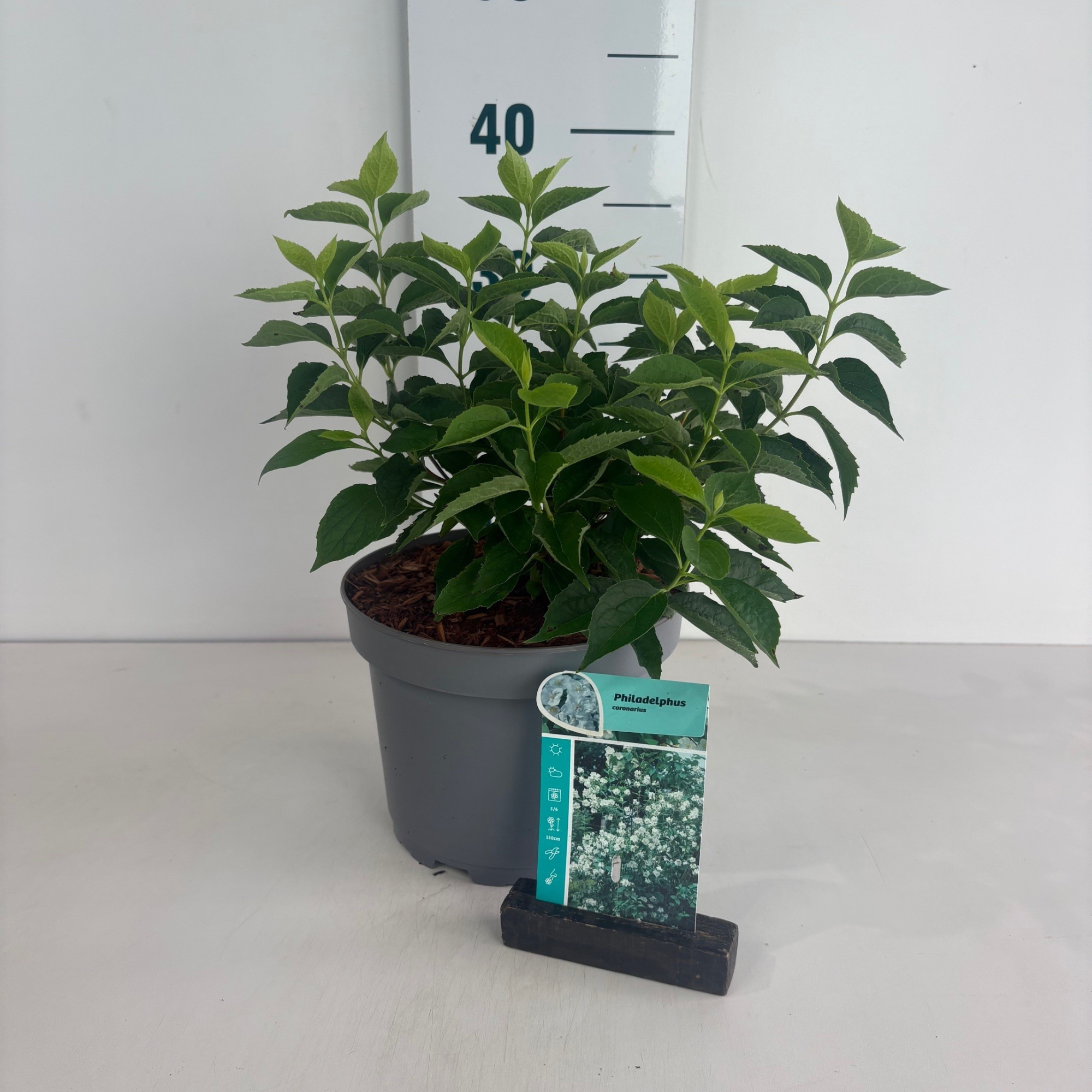 Philadelphus coronarius, D 20 cm