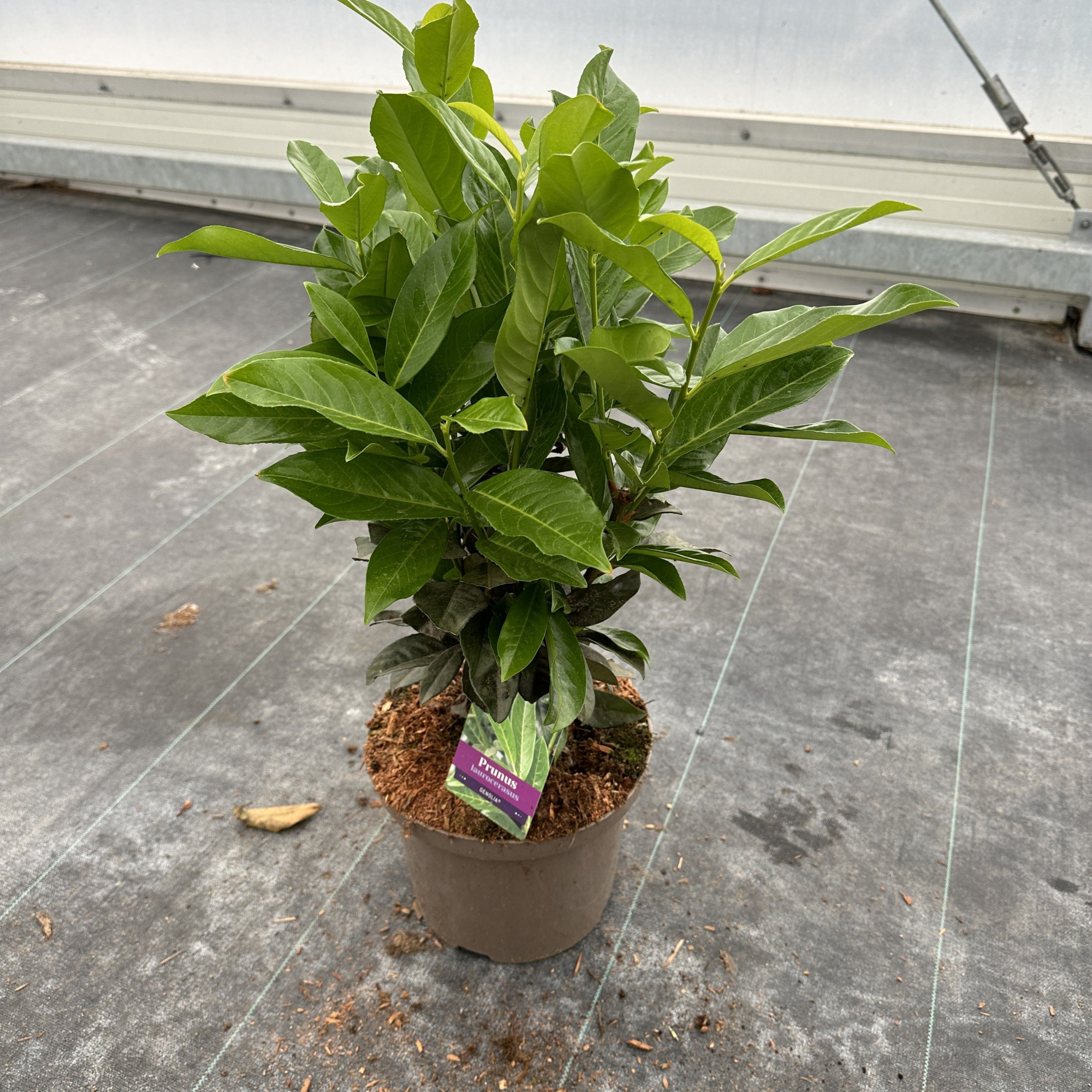 Prunus laur. Genolia® ('Mariblon' PBR), D 23 cm