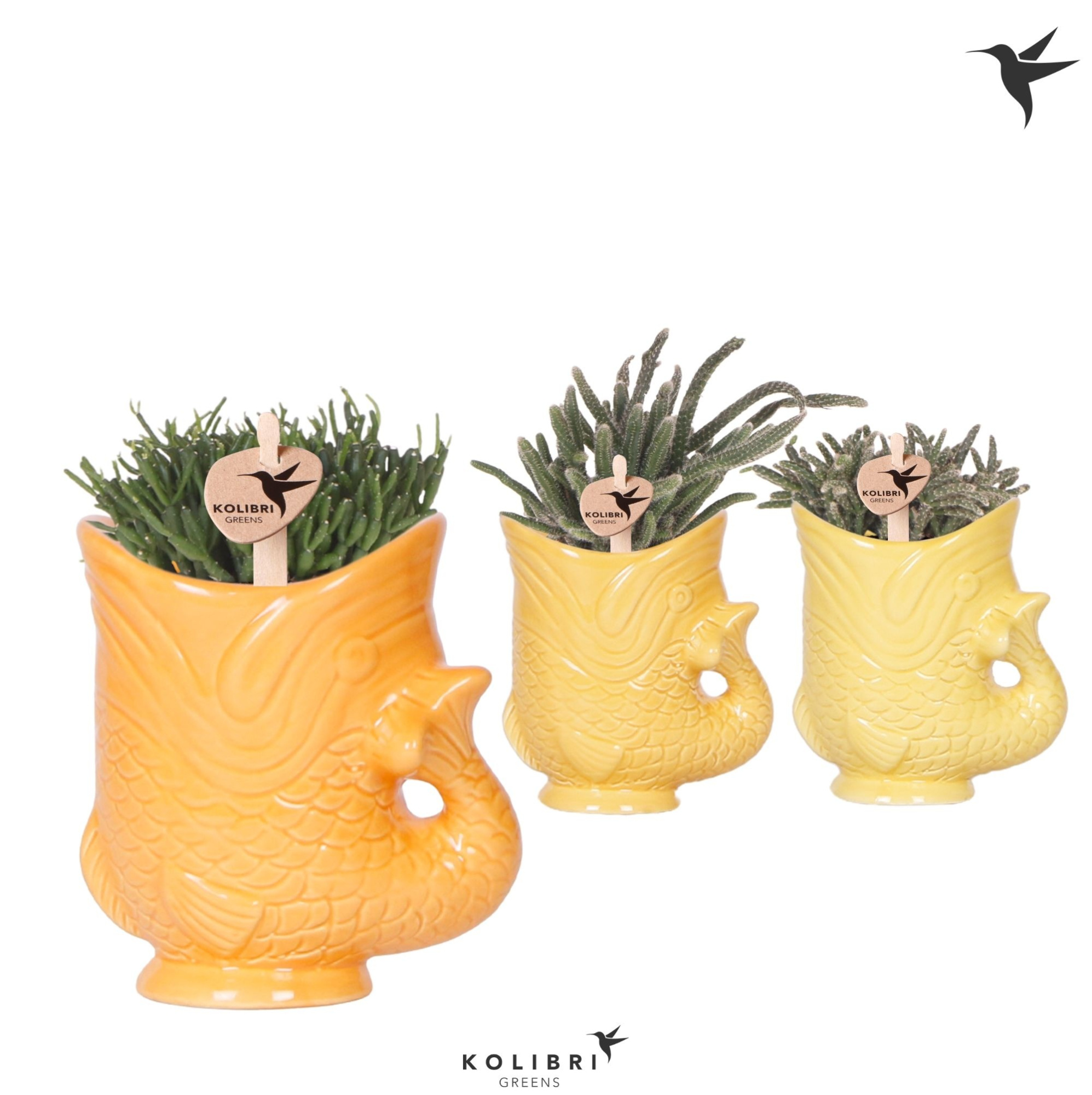 Kolibri Greens Rhipsalis mix in Fish pot yellow mix, D 6 cm