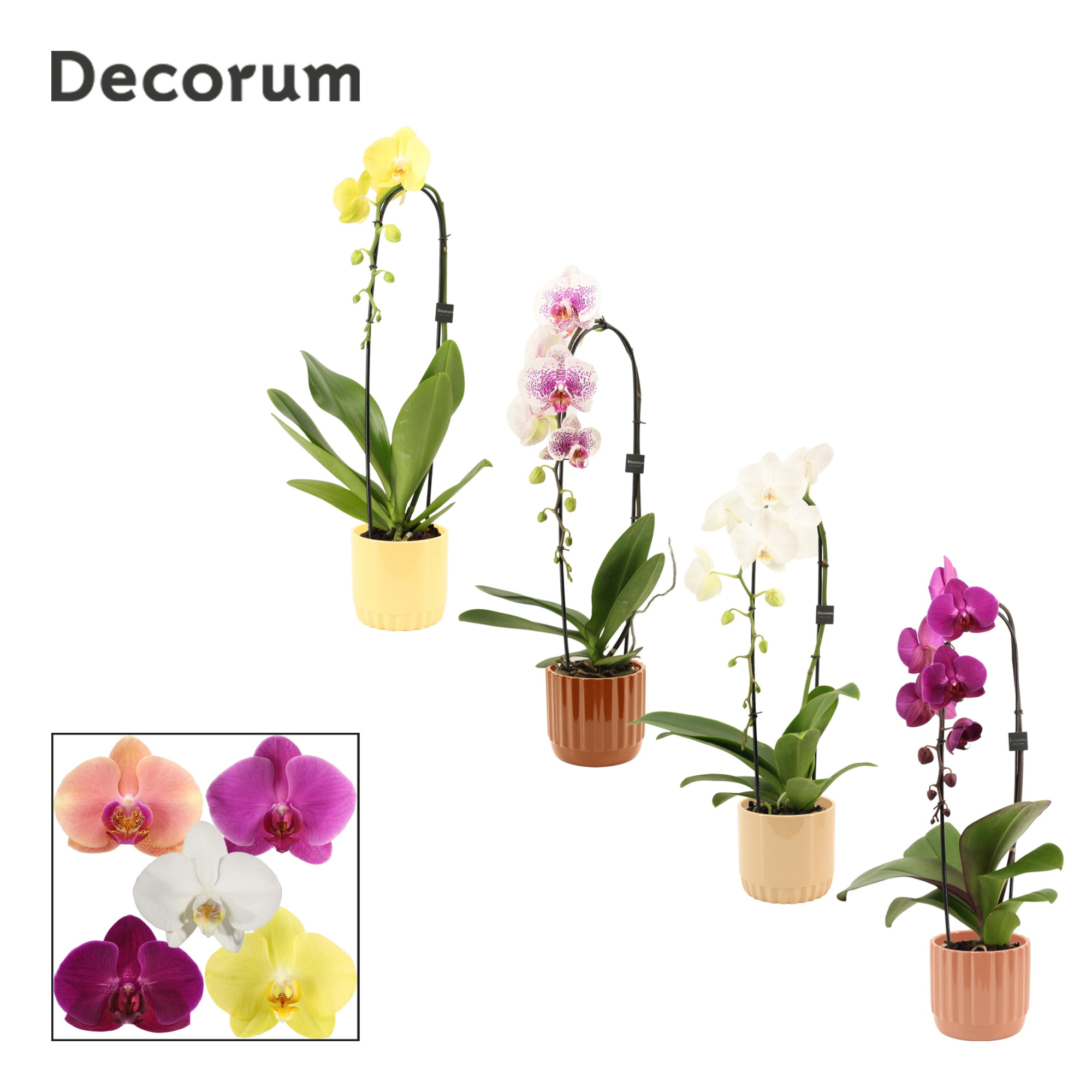 Phalaenopsis cascade 1 tak mix in Liam (Coffee blend-collection, D 12 cm