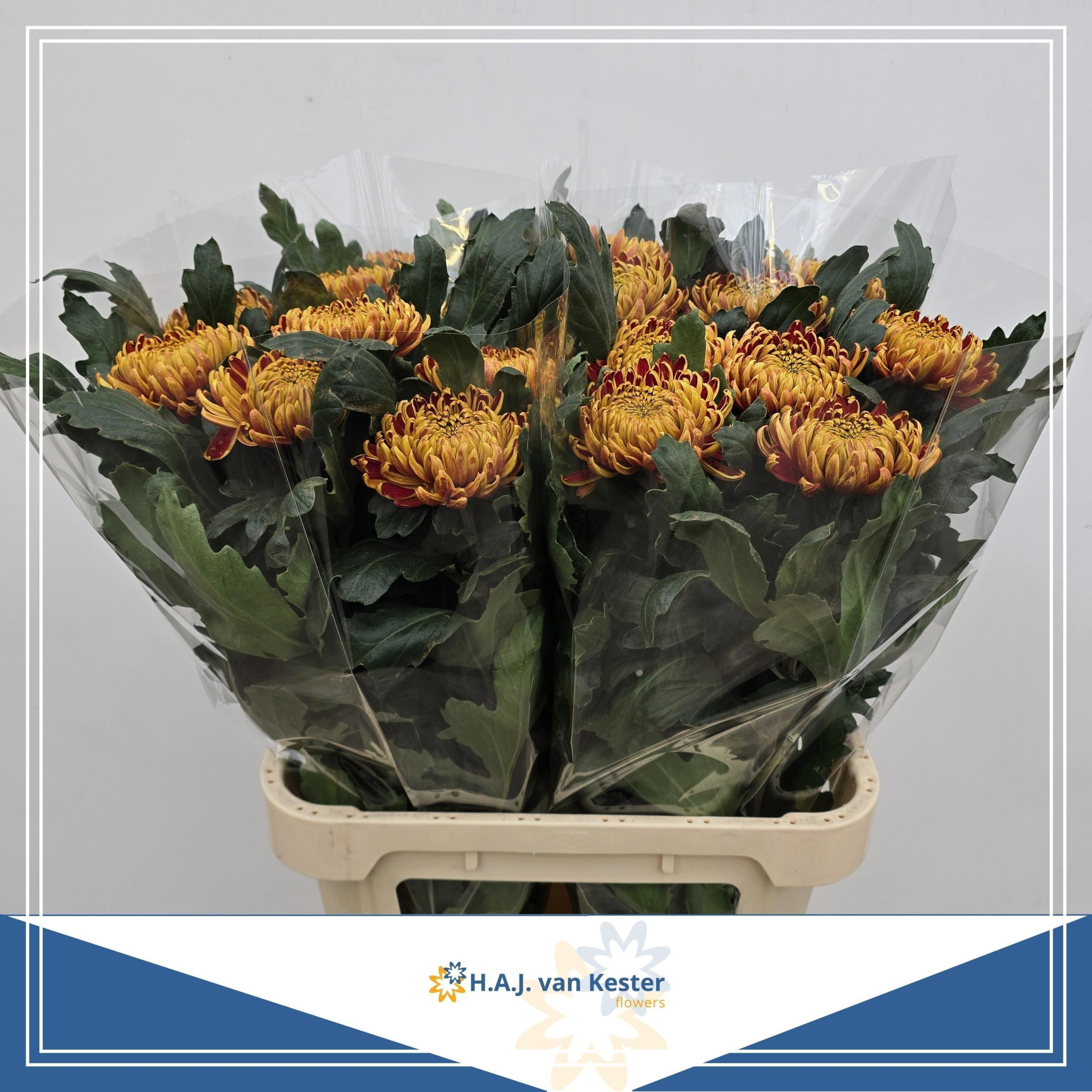 Хризантема од. Фуэго 80, шт.