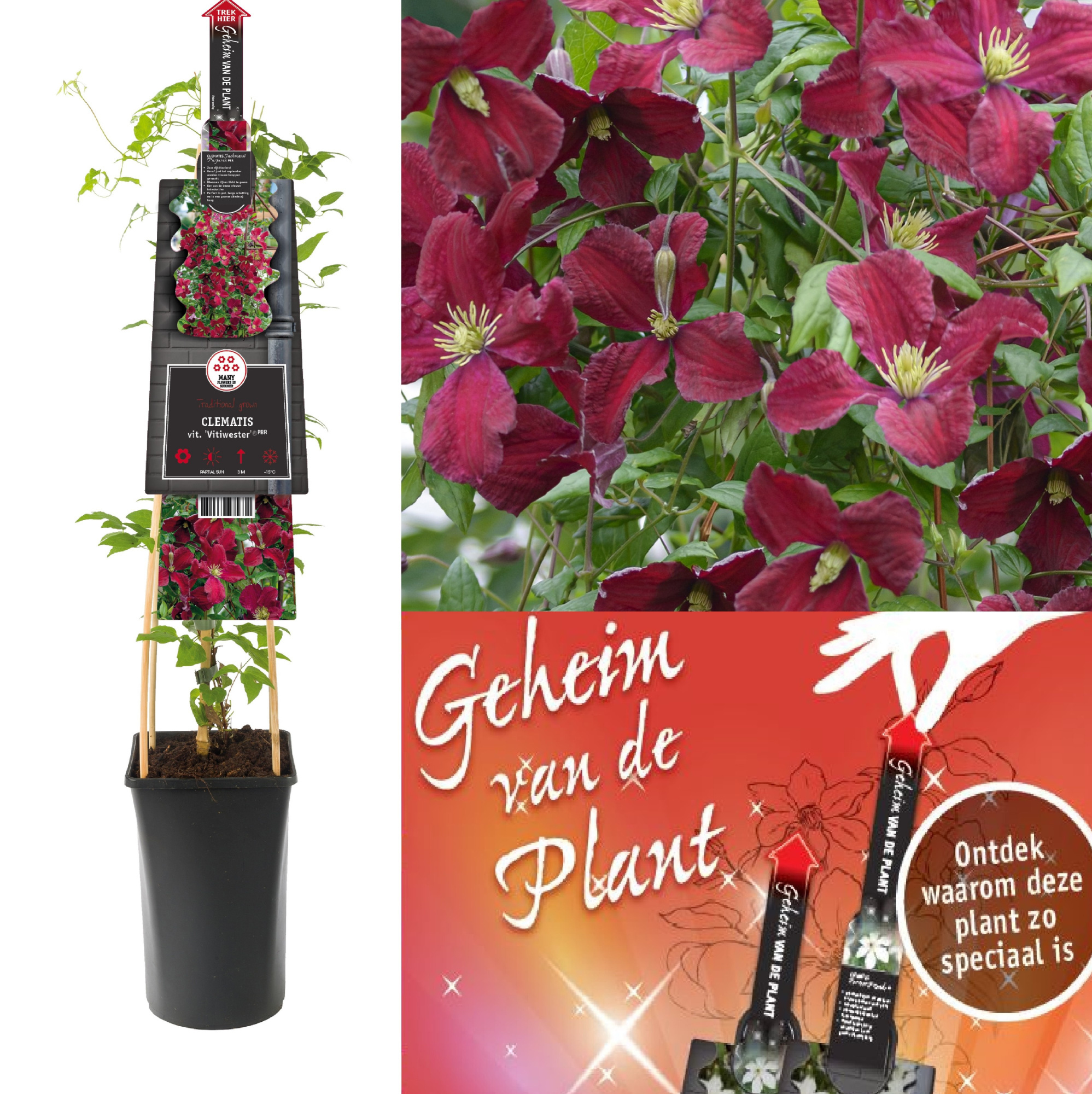 Clematis vit. 'Vitiwester'® PBR secret of the plant NL, D 17