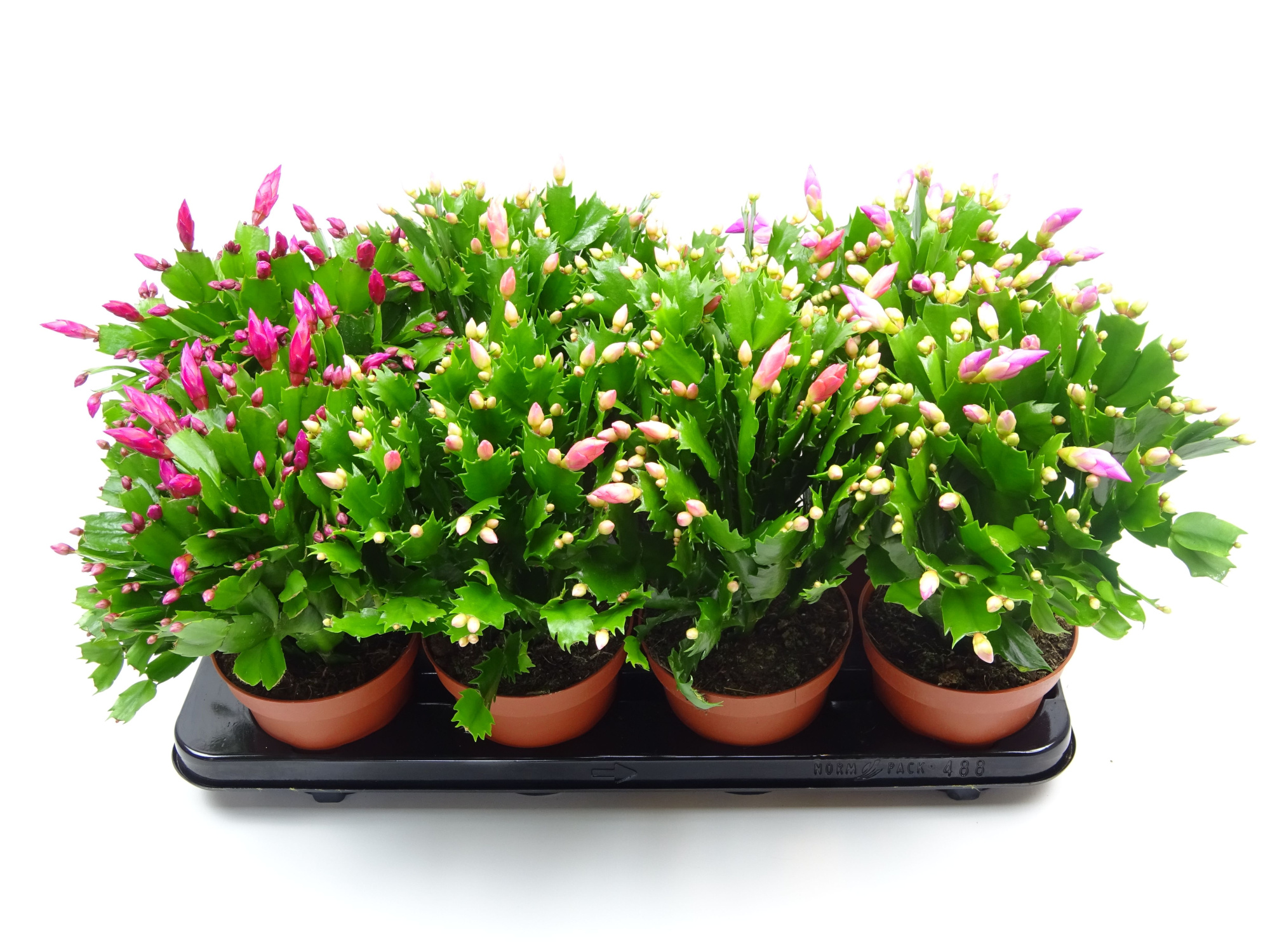Schlumbergera 13 cm mix 2 kleur 45+, D 13 cm