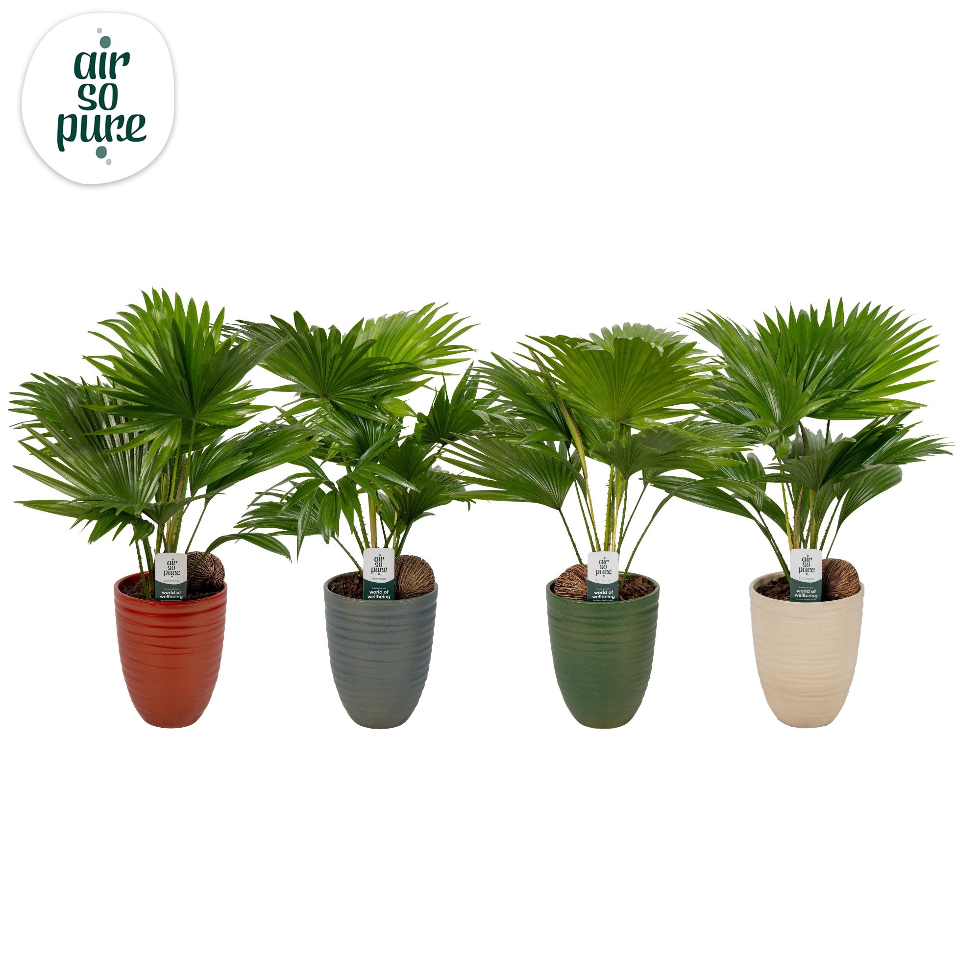 Livistona Nancy Pearl 830 Asp Air So Pure, D 14 cm