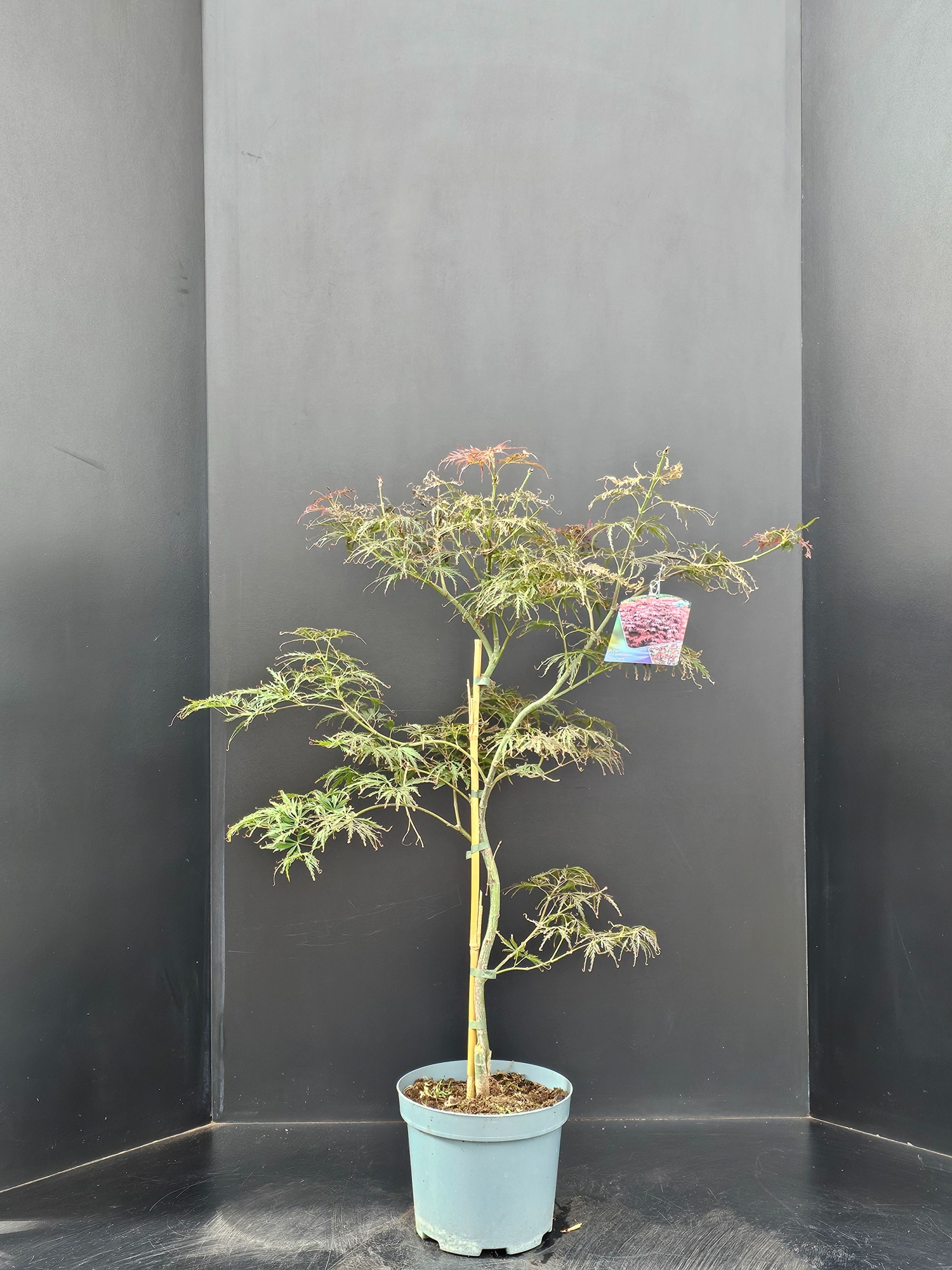 Acer palmatum Garnet, D 23 cm