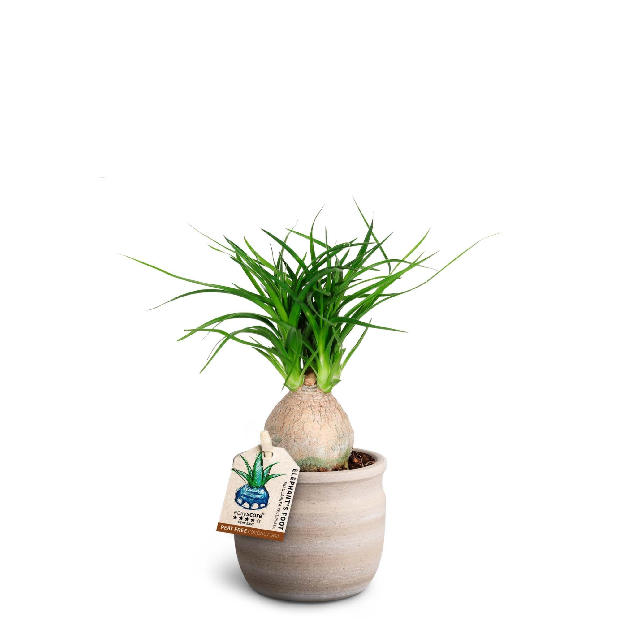 Maceta Sand, Beaucarnea, D 7 cm