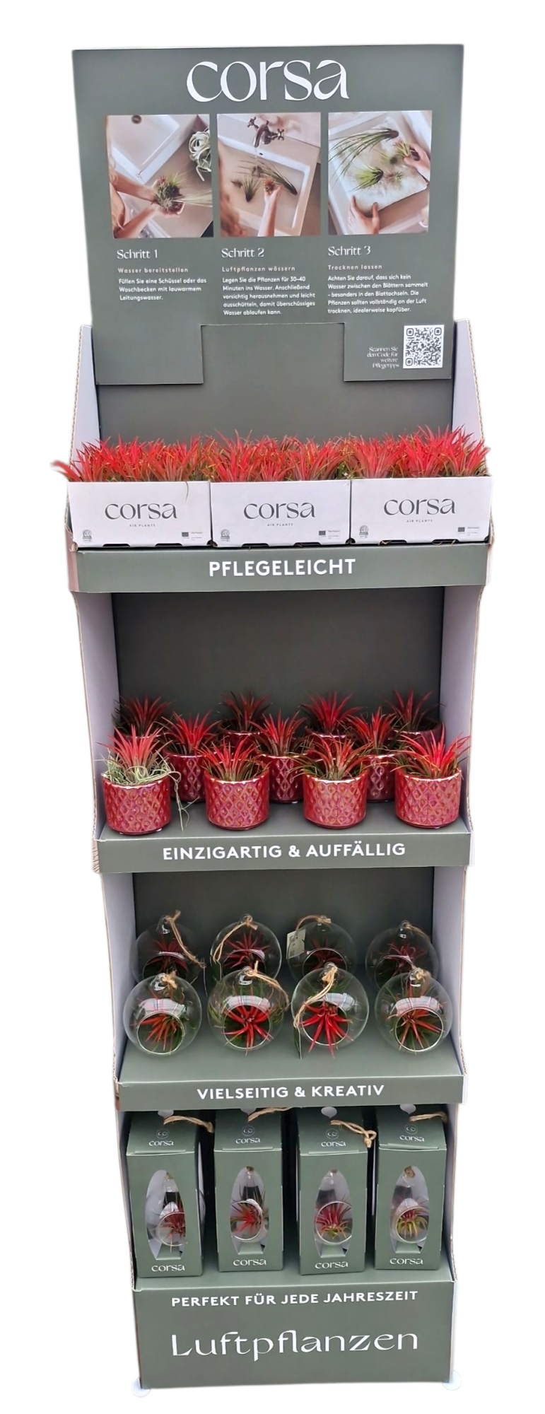 Tillandsia display Kerst/valentijn/moederdag, D 40