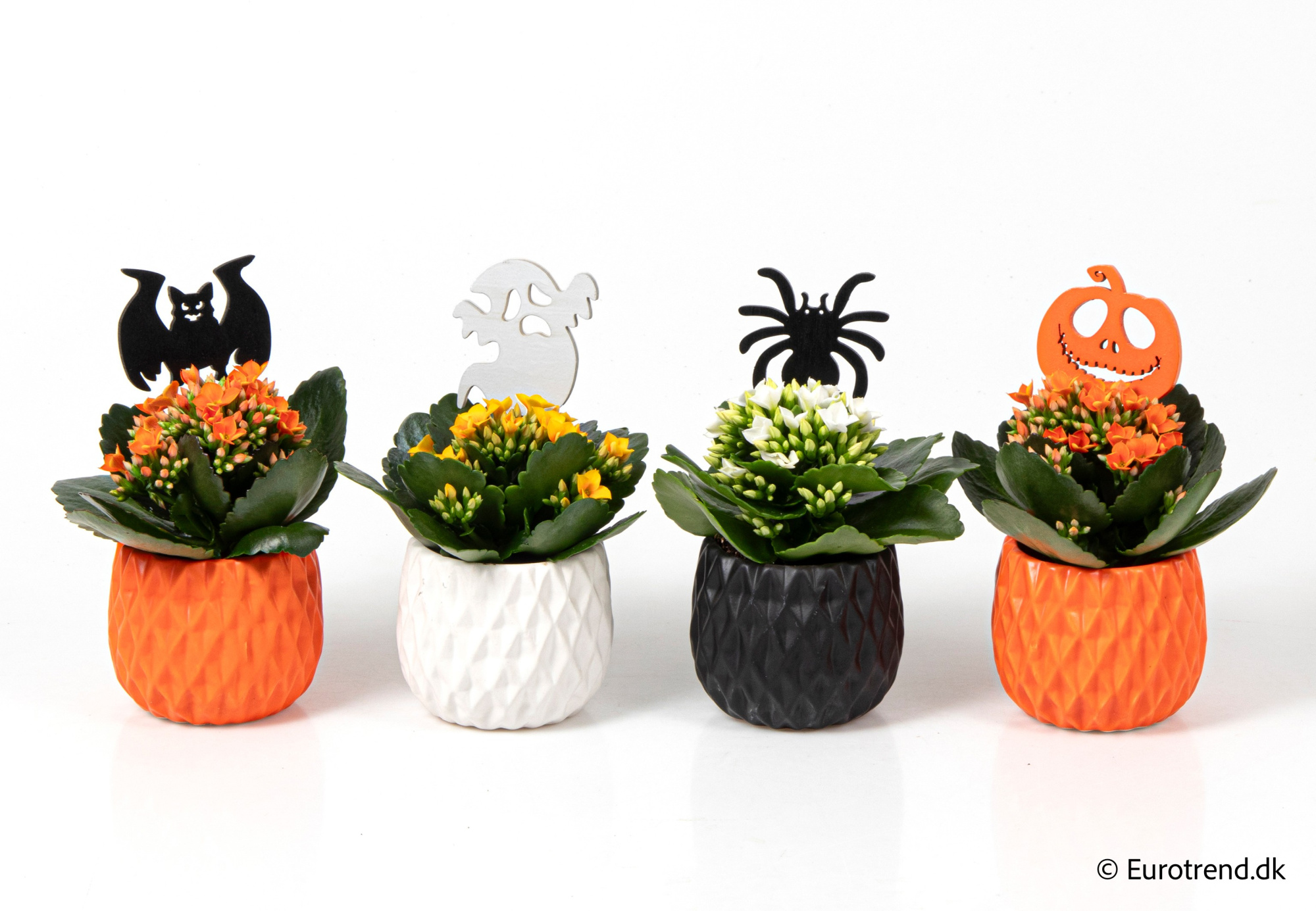 Kalanchoe in Halloween ceramic - Halloween 2025, D 6 cm