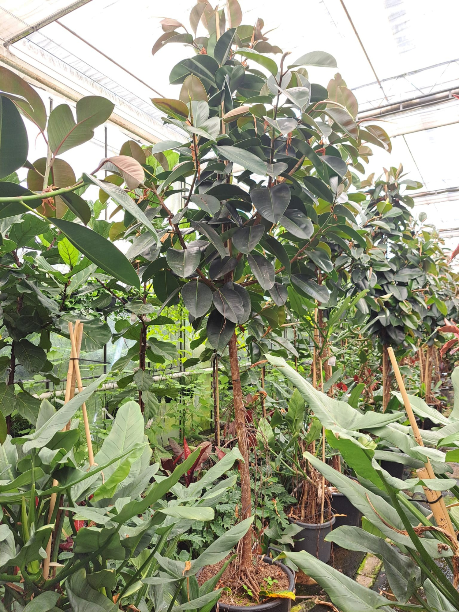 Ficus Robusta multistam XXXL, D 60 cm