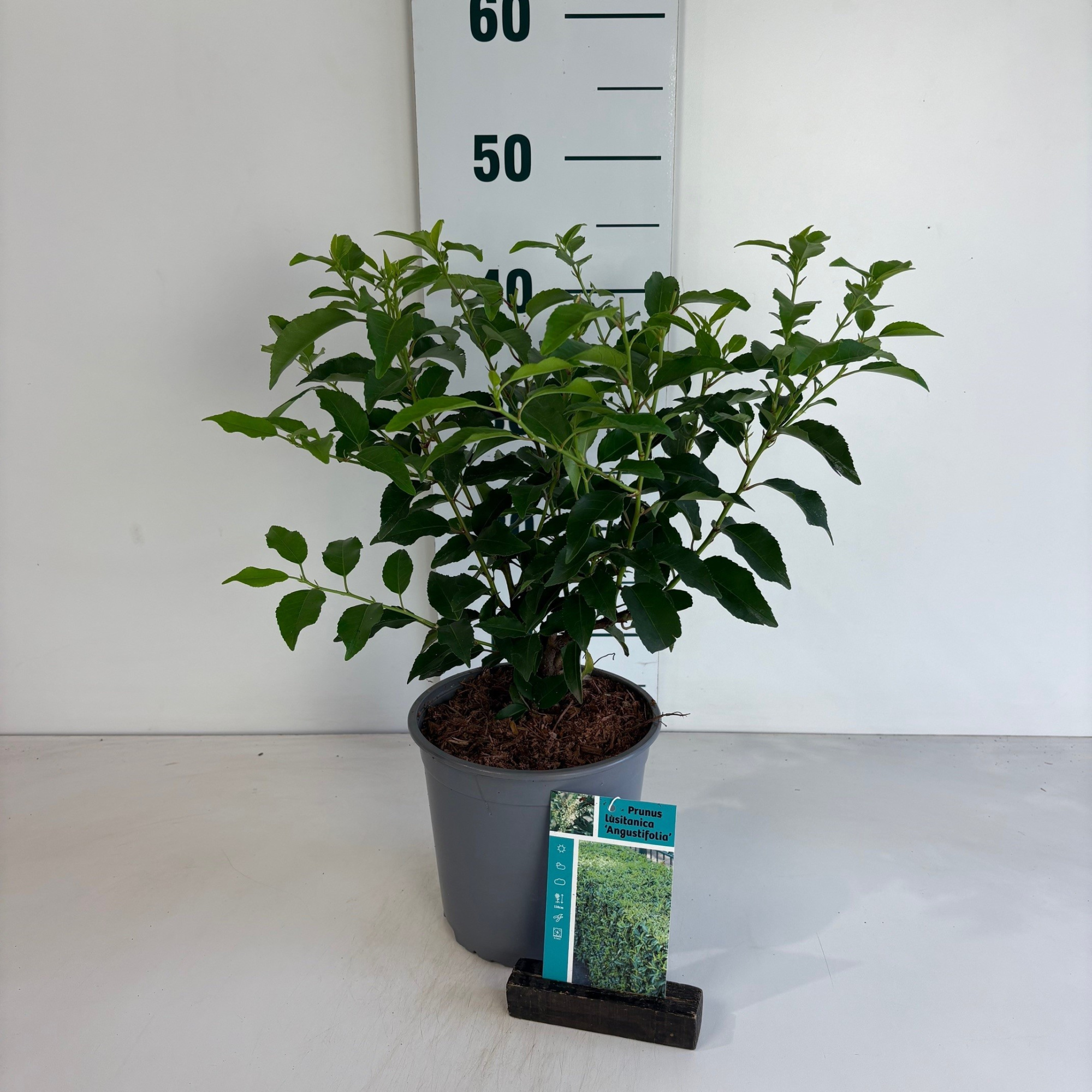 Prunus l. 'Angustifolia', D 17 cm