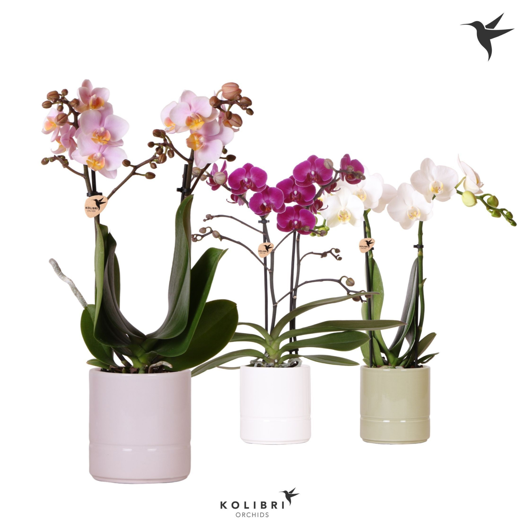 Kolibri Orchids Phalaenopsis mix 2 spike in Pastel pot mix, D 9