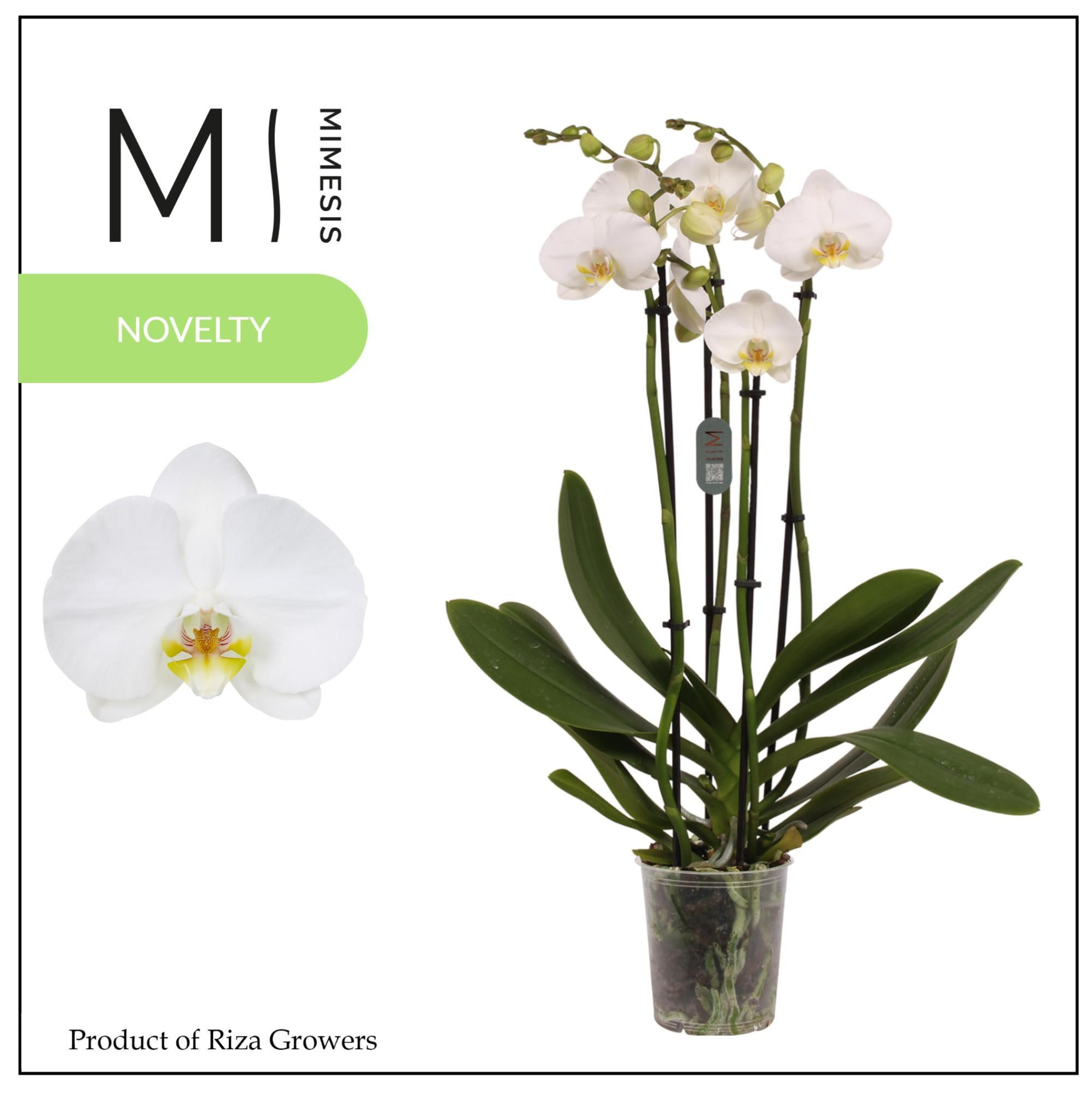 Mimesis Phal. Nottingham - 4 spike 12cm, D 12 cm