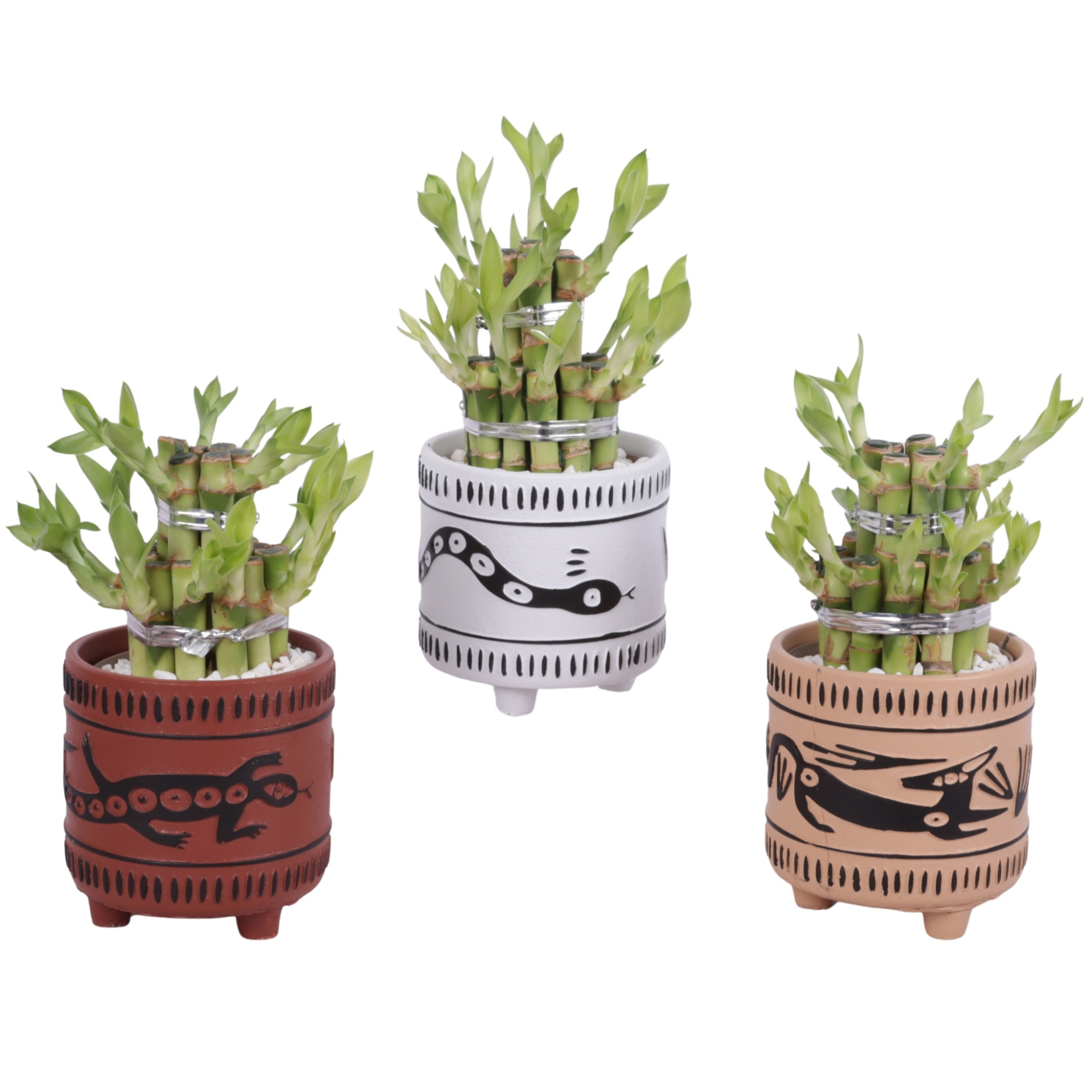 Lucky Bamboo Shape Round 2B Ø10cm Ceramic EV664, D 10