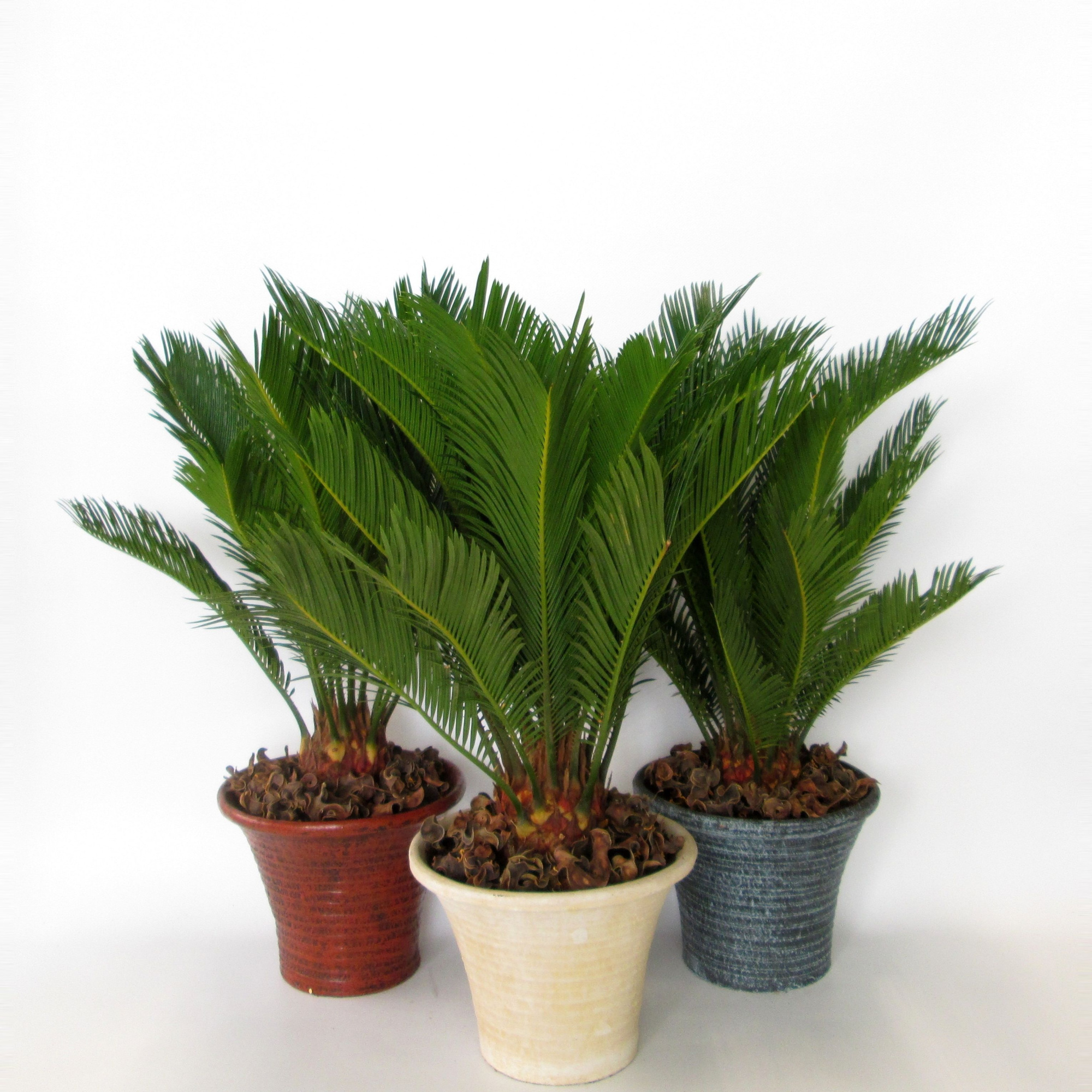 Cycas in hosta small, D 19
