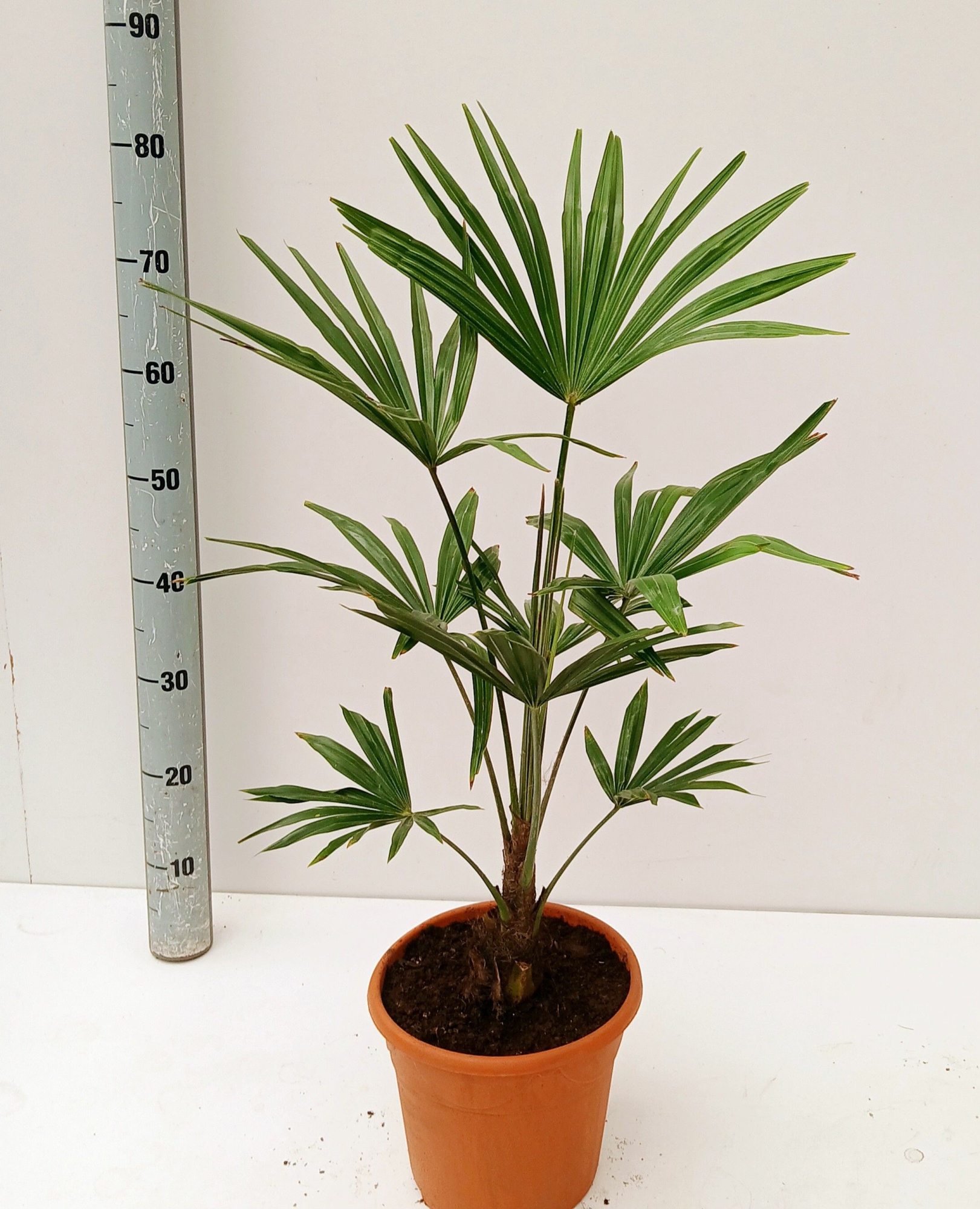 trachycarpus fortunei, D 21 cm