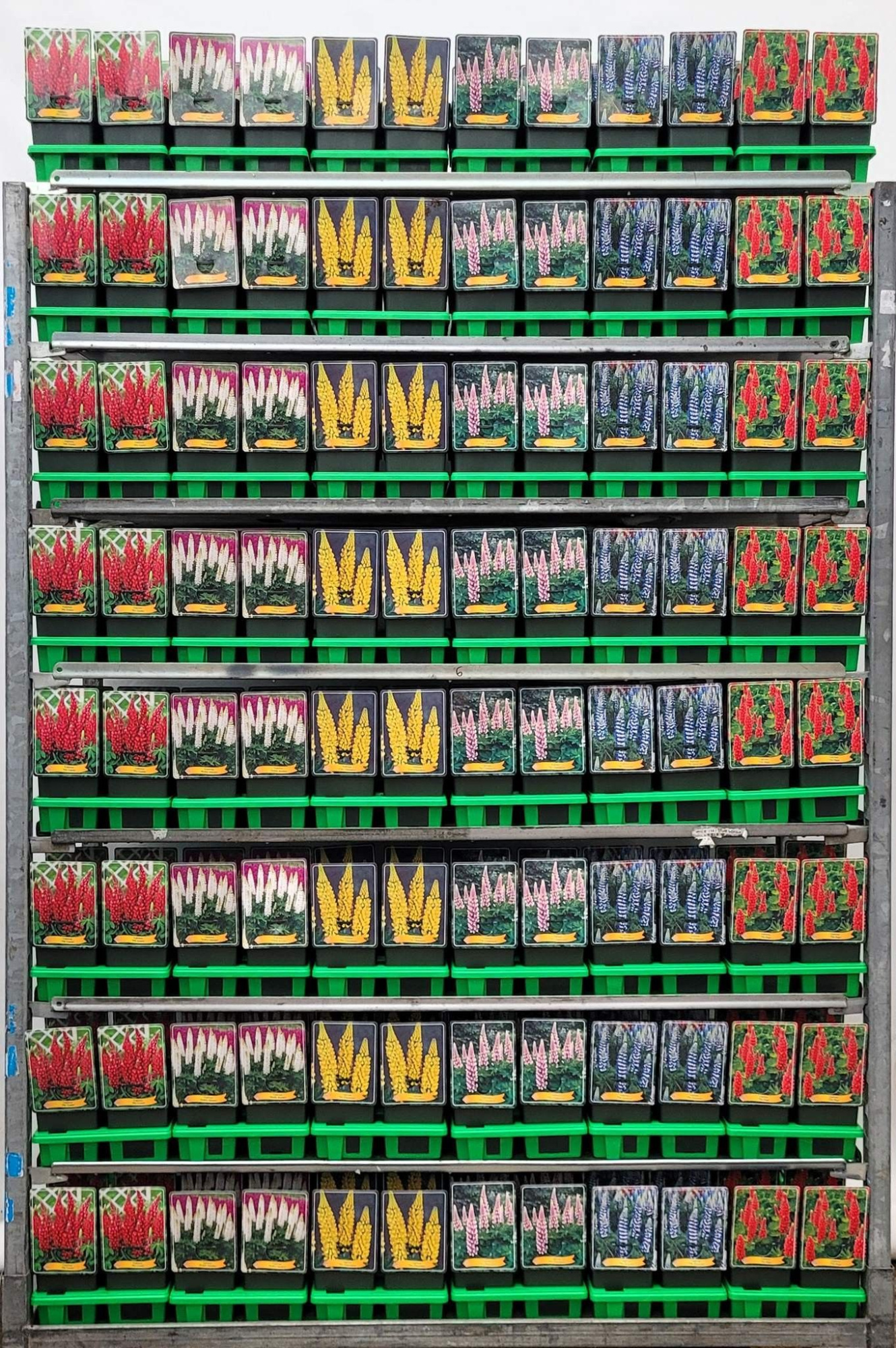 Lupinus mix CC P11, D 11 cm