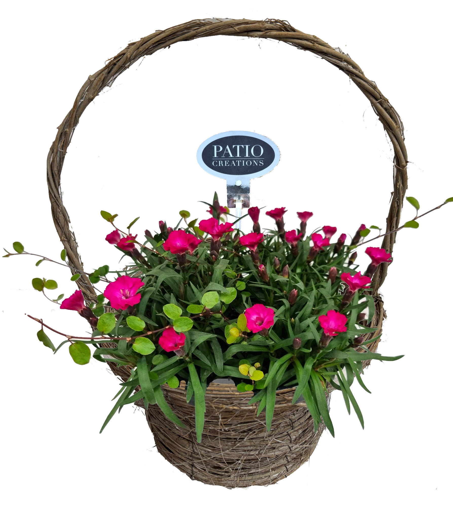 DI831-9323 Dianthus/Muehlenbeckia hengselmand Jens, D 23