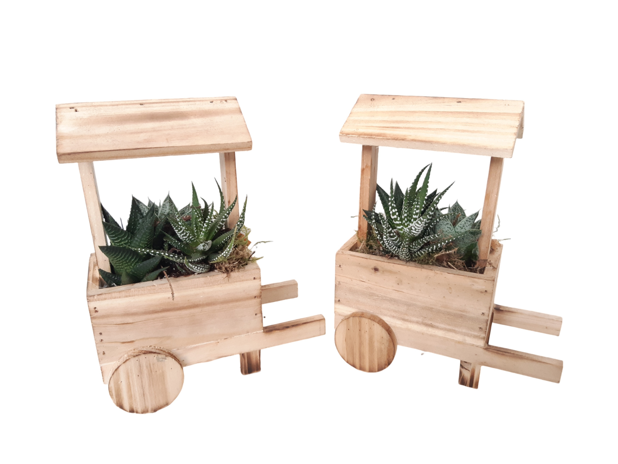 HT16MKSUC Houten Marktkraam 16cm Succulentmix, D 16 cm