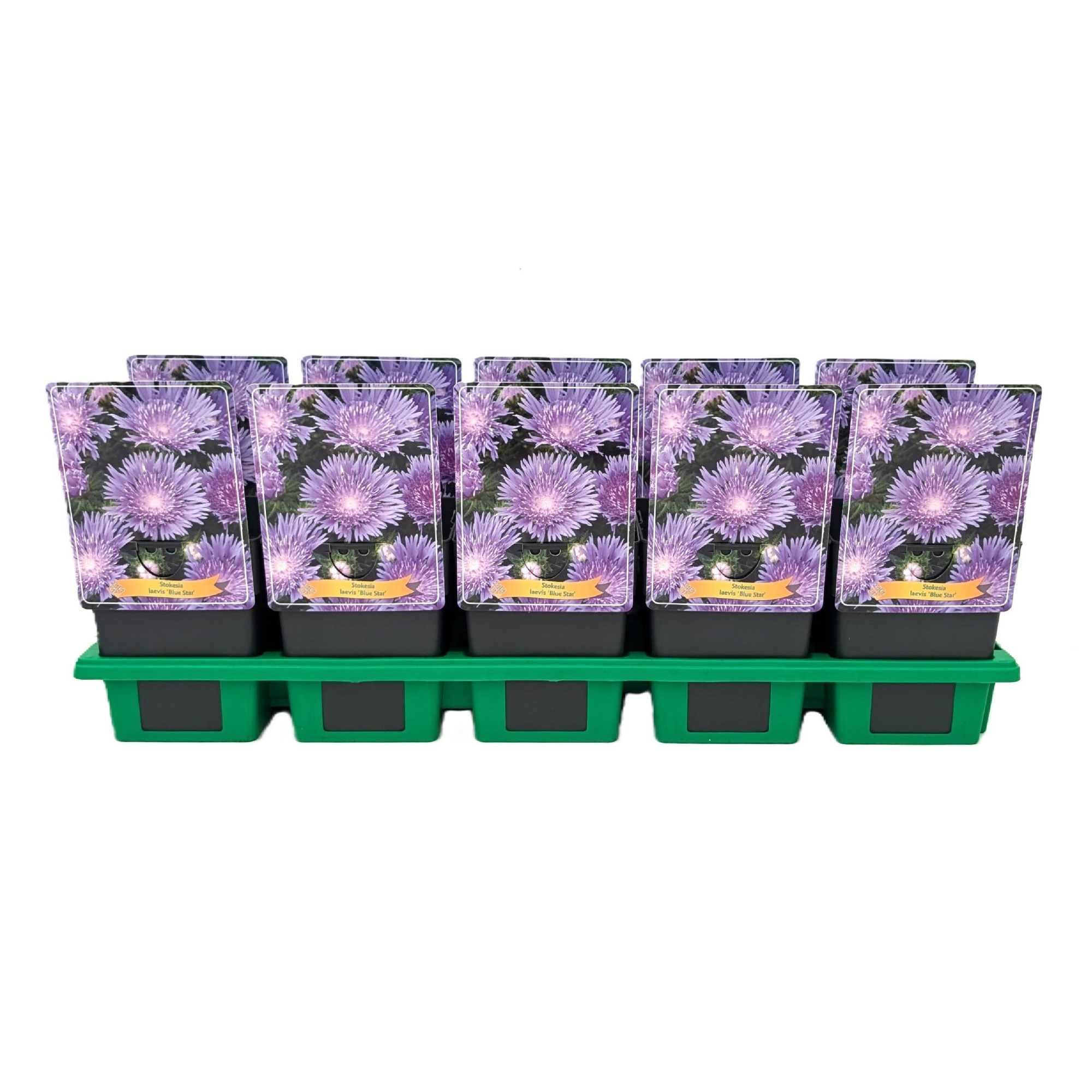 Stokesia Laevis 'Blue Star' P11, D 11 cm