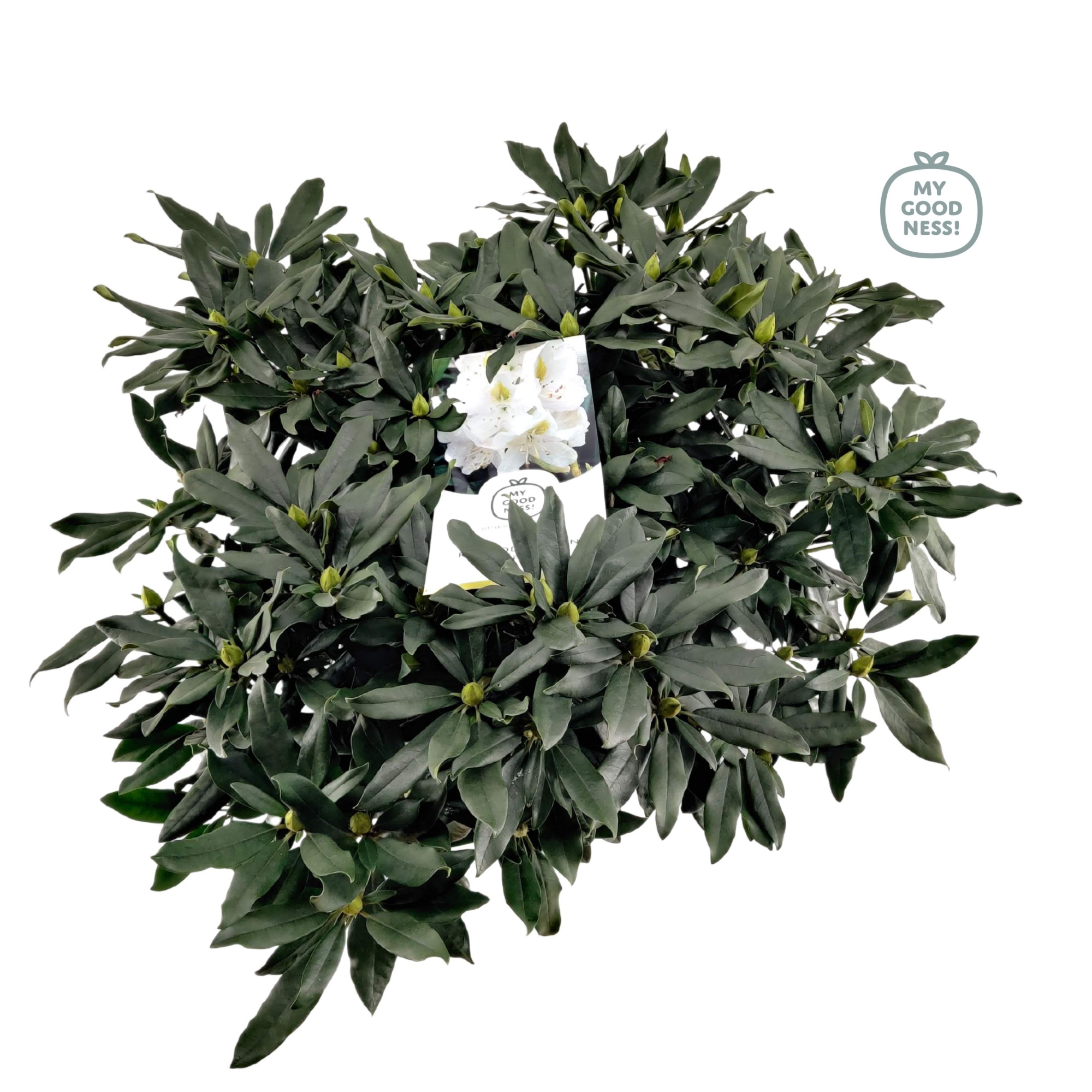 Rhododendron 70-80 /15 liter 'Madame Masson', D 34 cm