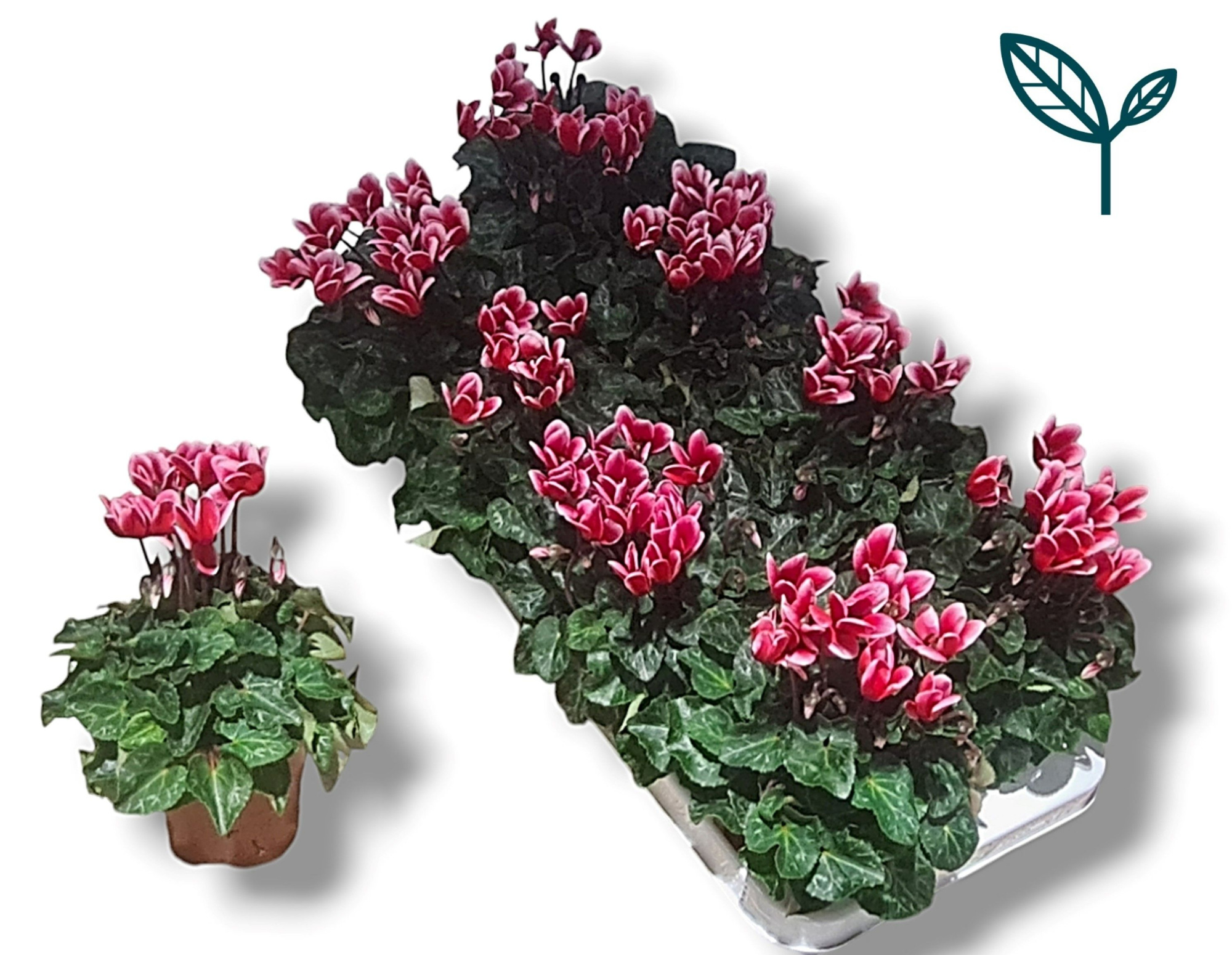 Cyclaam-FUJI ROOD, D 10,5 cm