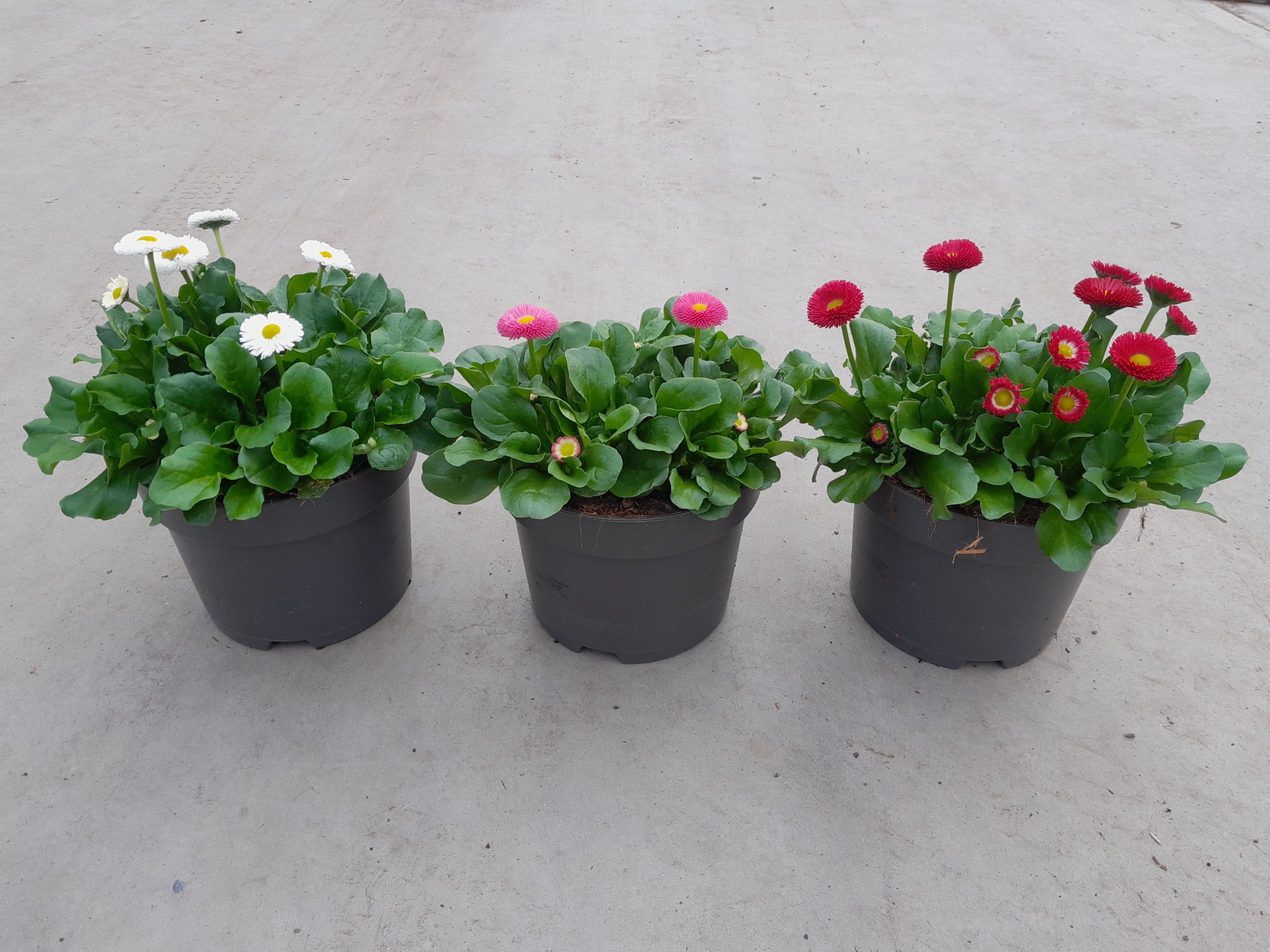 655 SV : Bellis gemengde kleuren, D 17