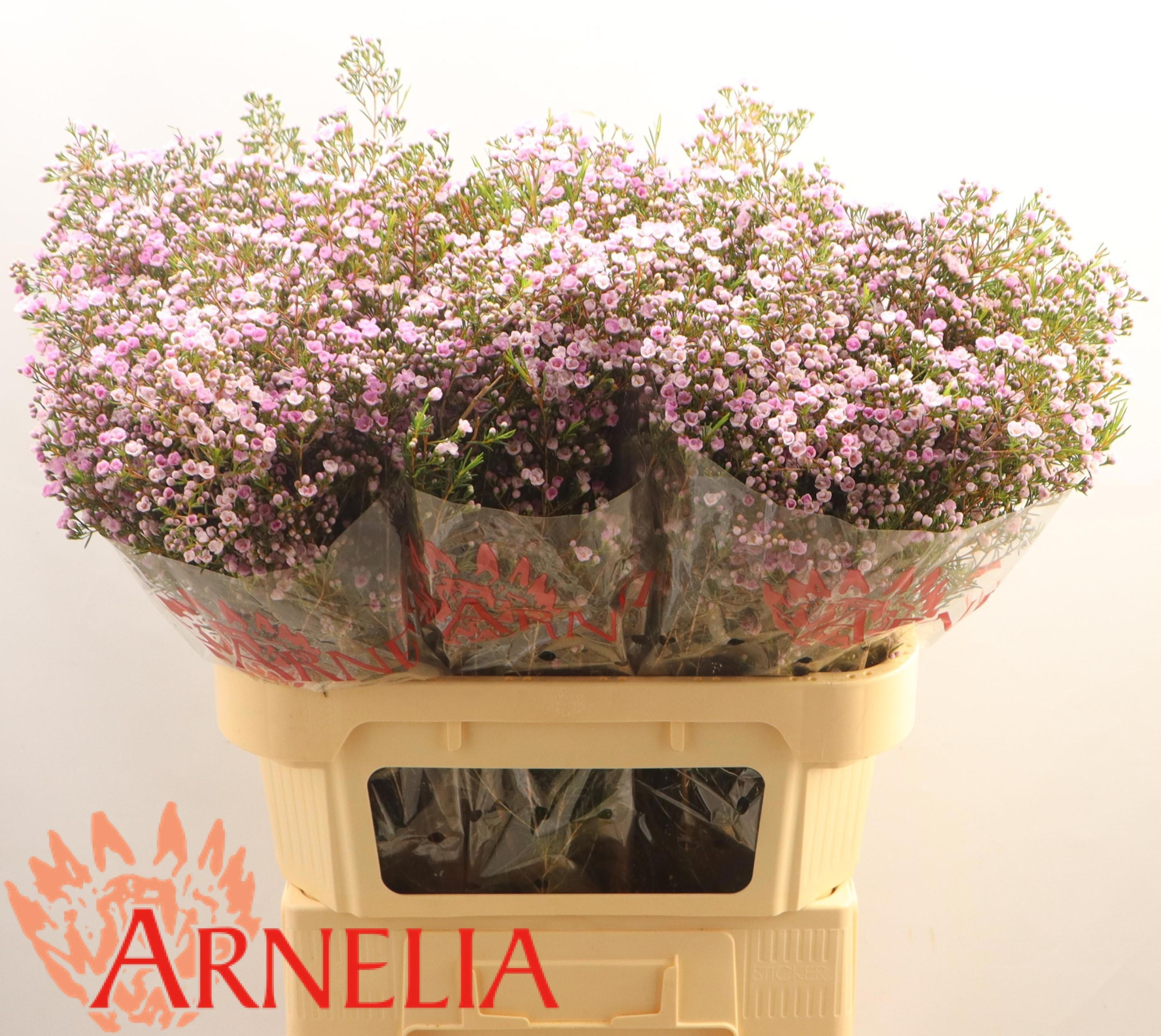 Шамелациум Пируэт 80, шт.