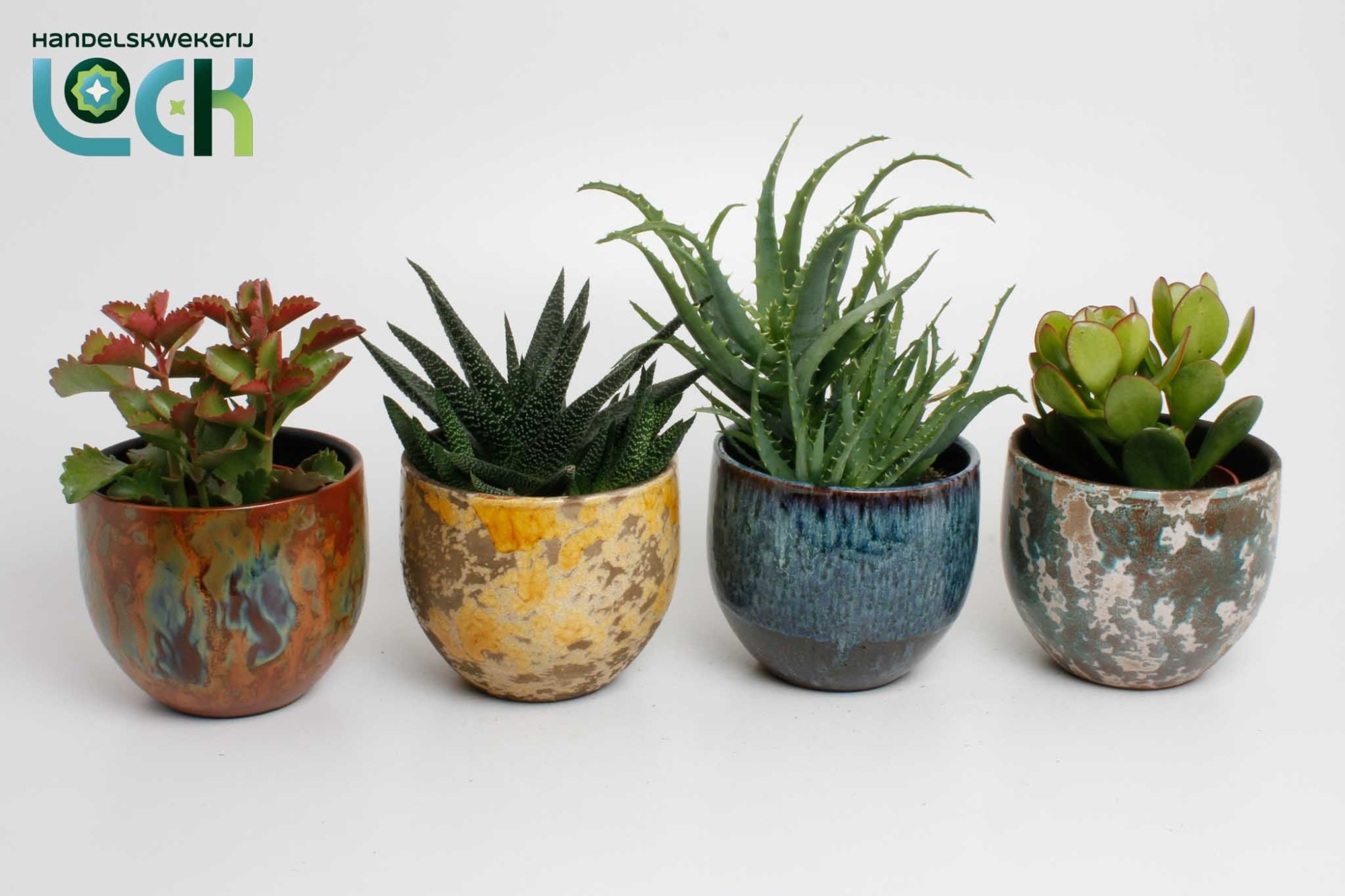 Succulenten mix in keramieke luuk pot, D 12