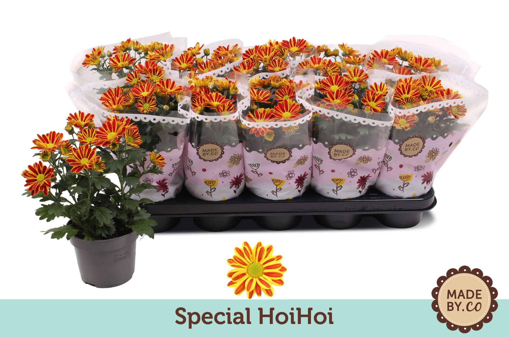 Chrysant Special HoiHoi, D 12 cm