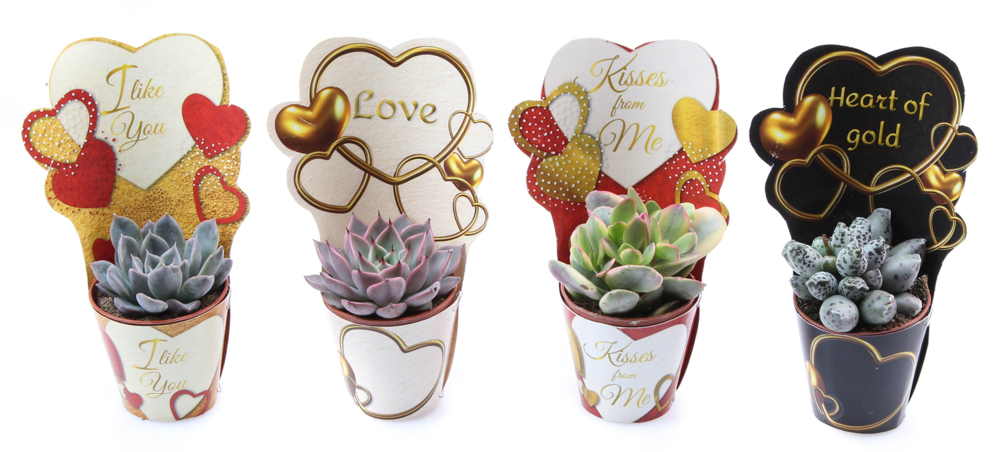 Potcover love mix succulent mix, D 5,5 cm
