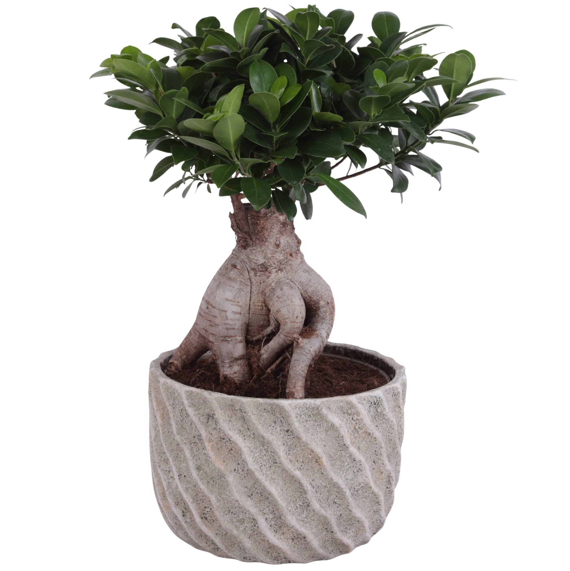 Ficus m. Ginseng Ball Shape Ø22cm in Ø26cm Ceramic NT668, D 26