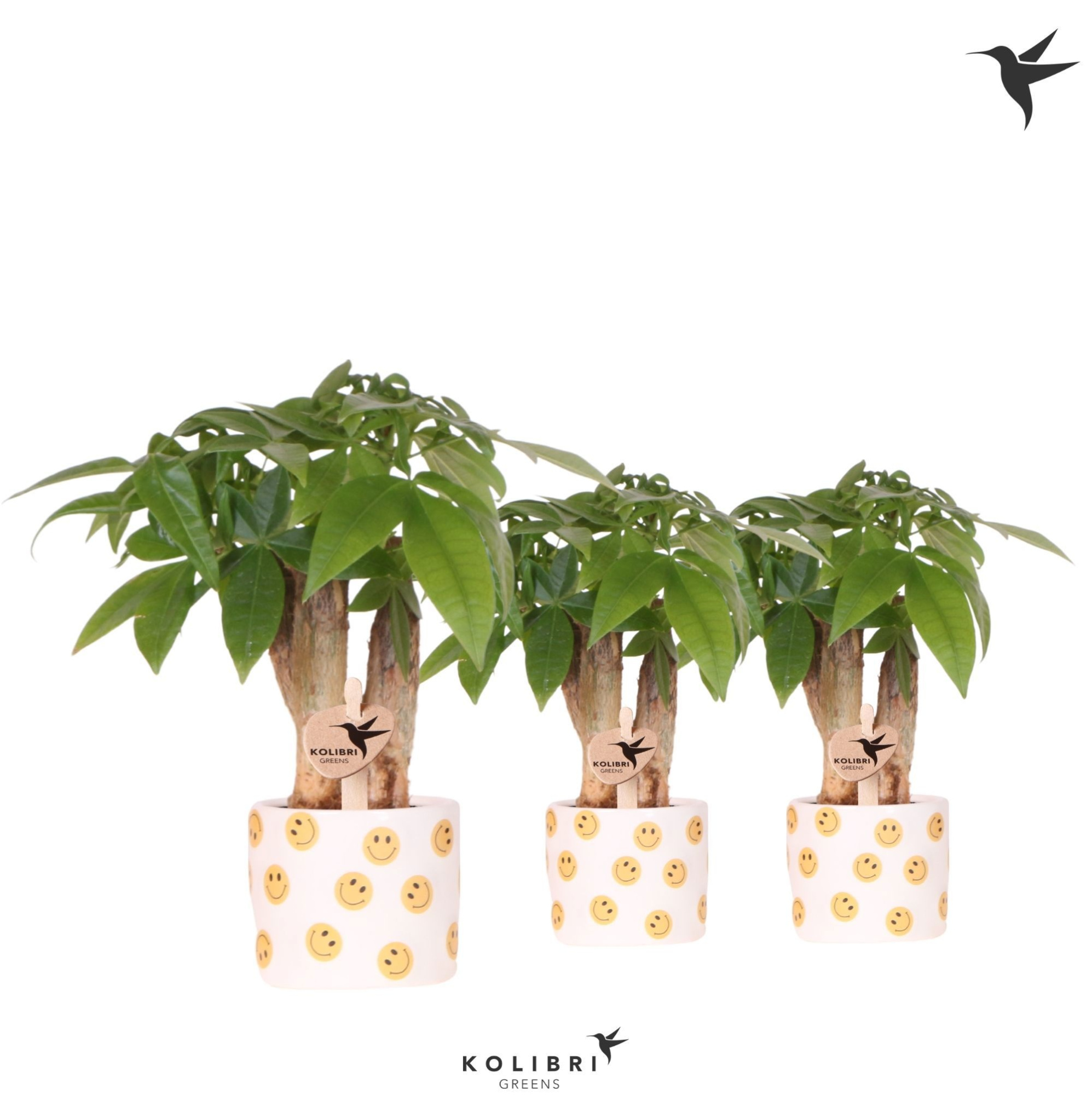 Kolibri Greens Pachira in Smiley pot, D 6