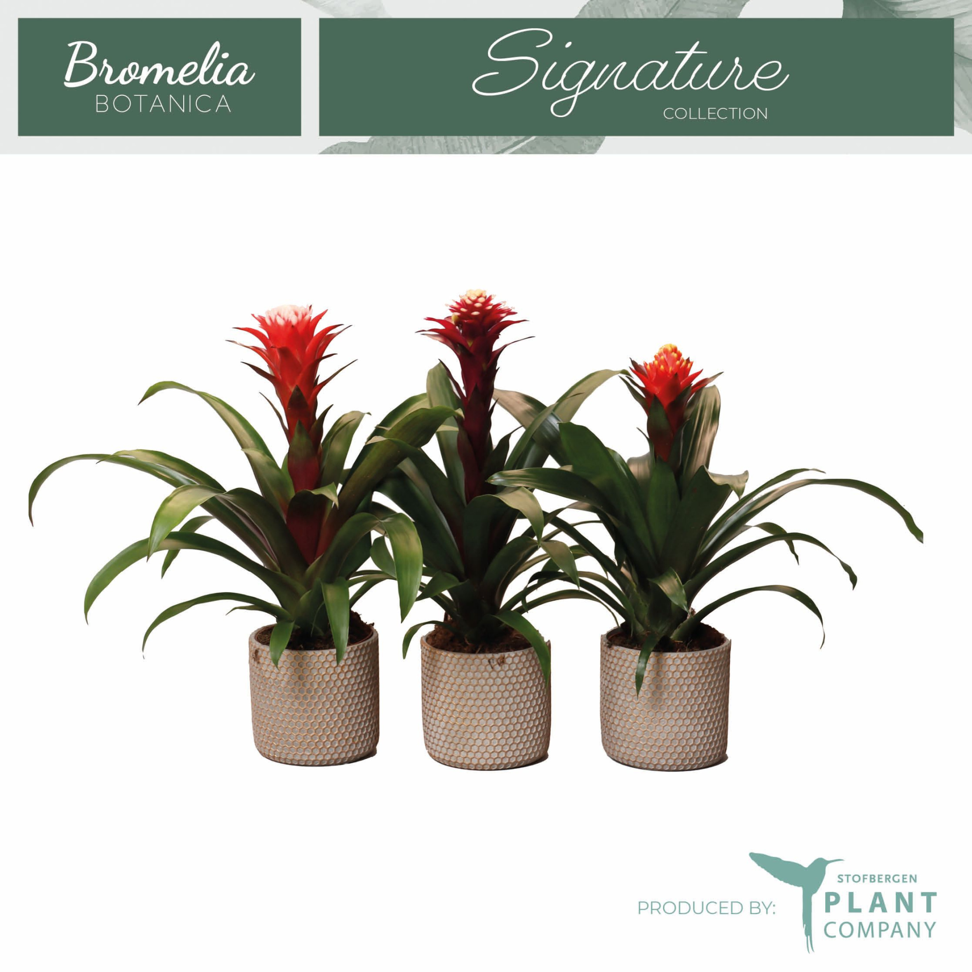 Fortuna mix in beton, D 12 cm