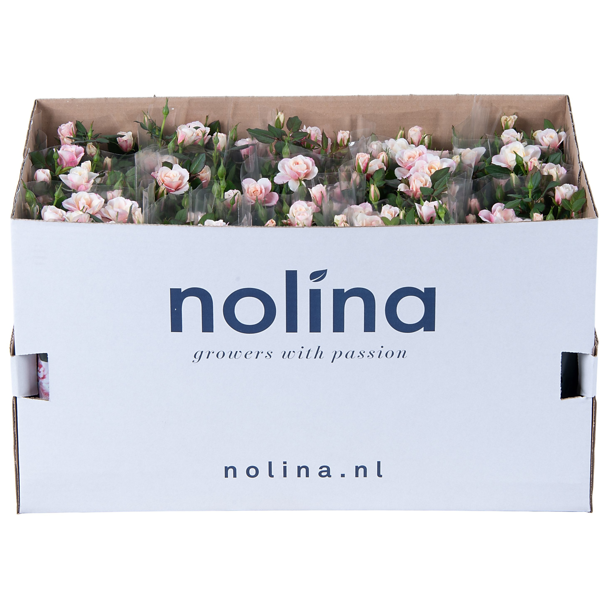 Nolina Roses Ø 10,5 cm. Piia in box st. 1-2, D 10,5