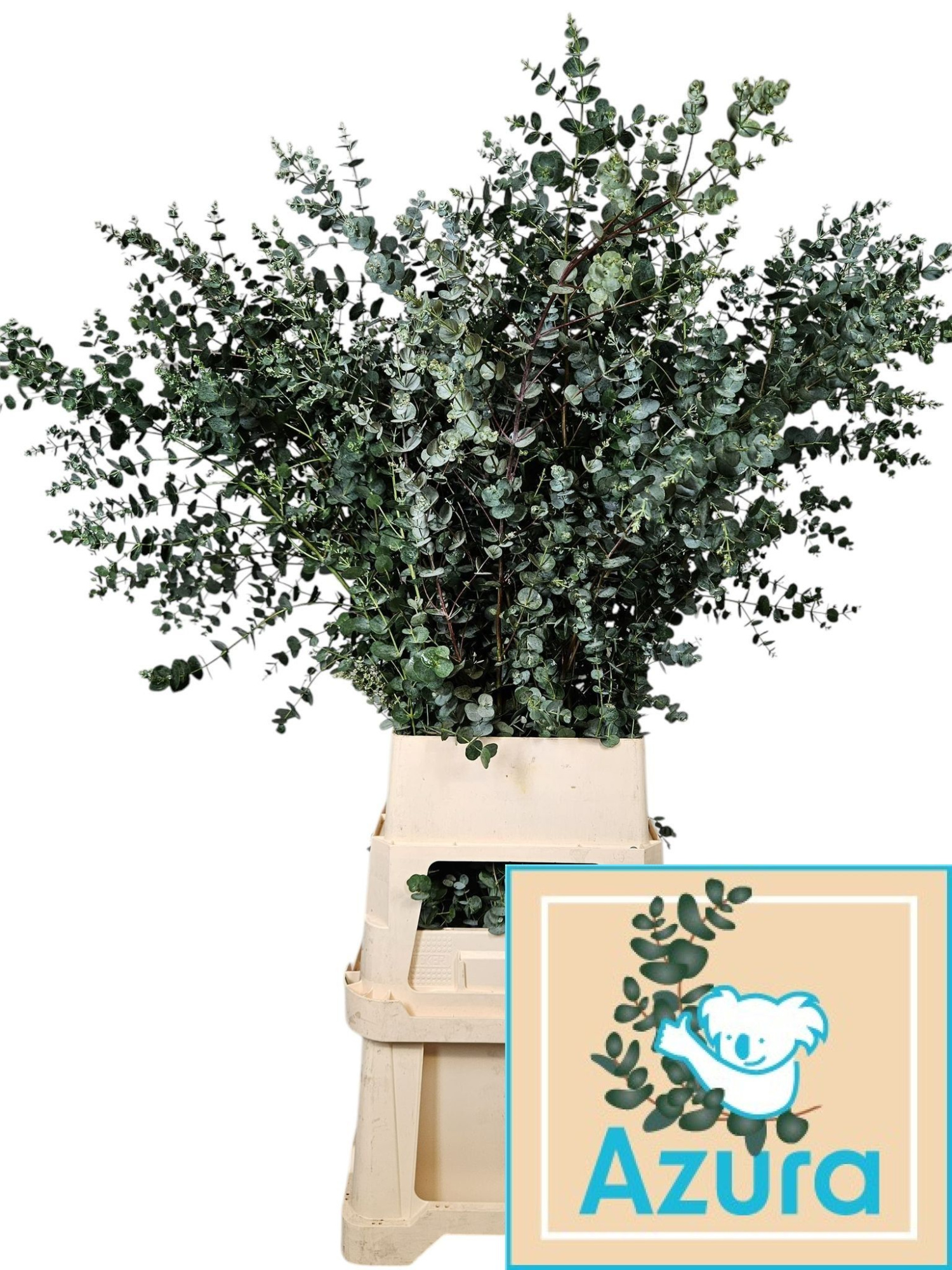 Эвкалипт Гунни Азура 125, шт.