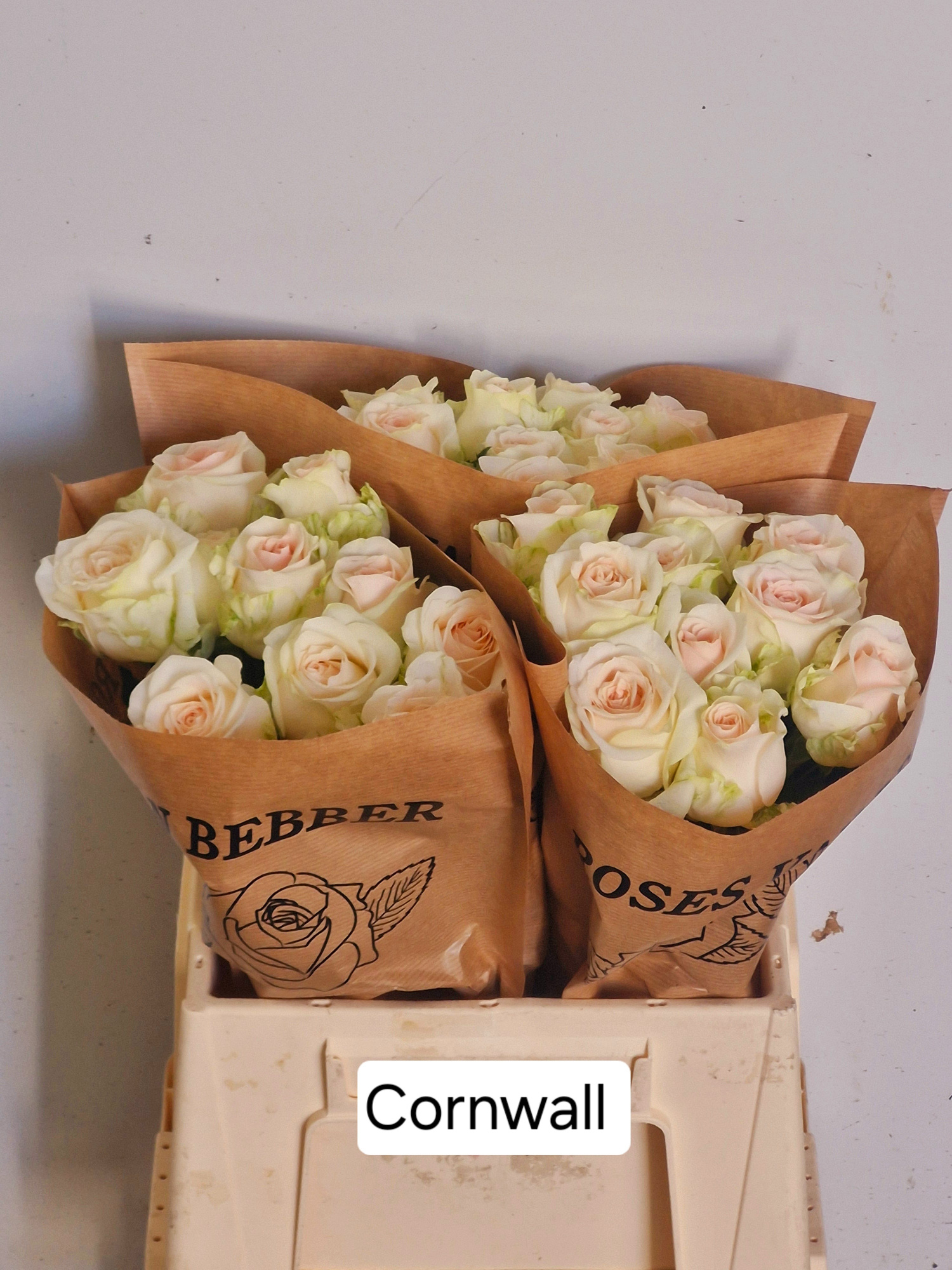 Роза од. Корнвол 40, шт.