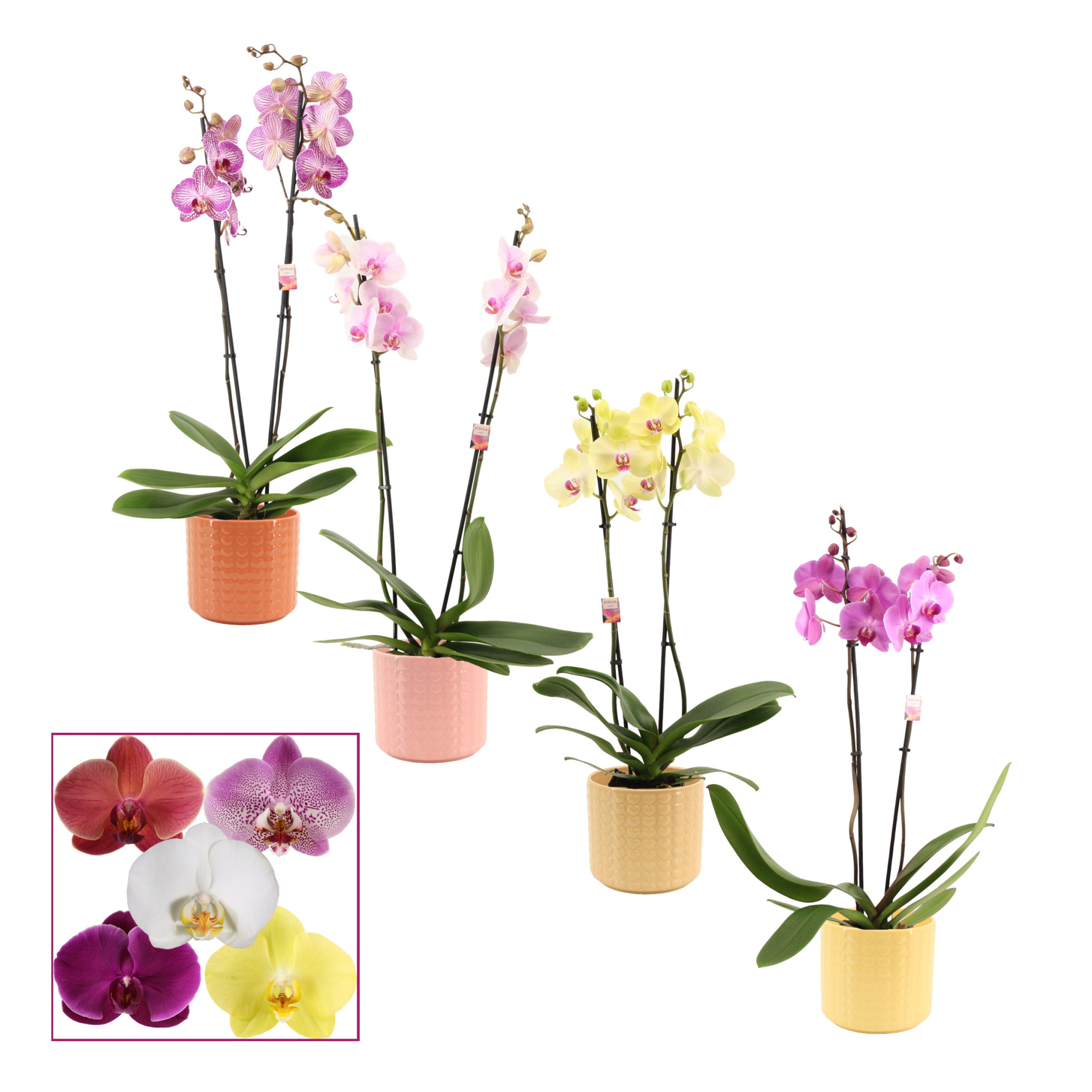 Phalaenopsis 2 tak 14+ mix in Kaya (Sympathetic moods-collection, D 12 cm