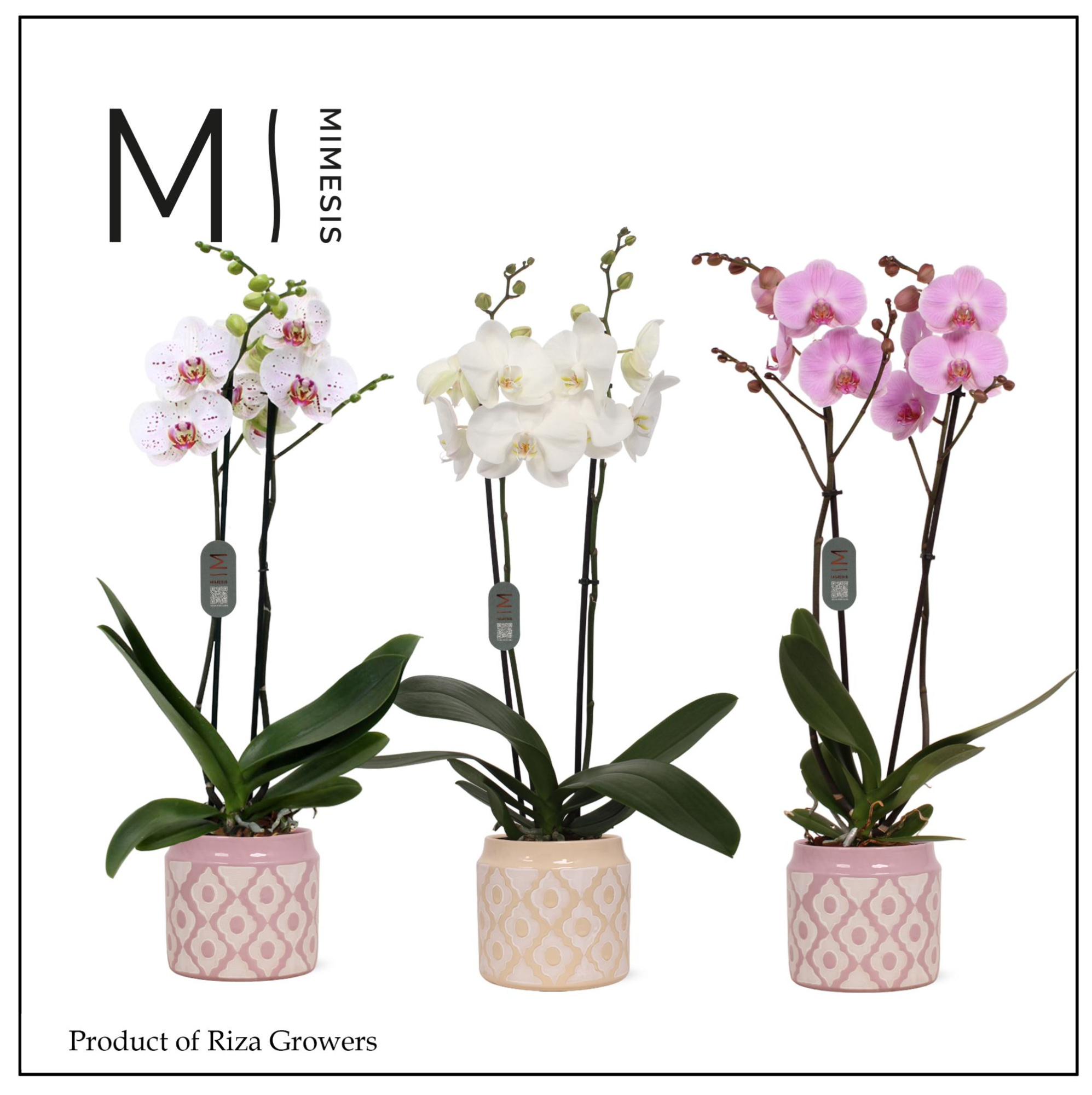 Mimesis Phal. Mix - 2 spike 12cm in Lio Mix Ceramic, D 12 cm