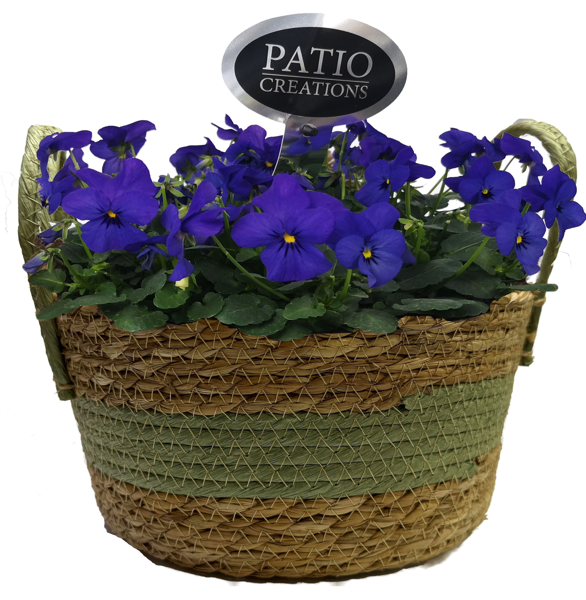 V816-9323 Viola Camilla groen/bruin, D 23 cm