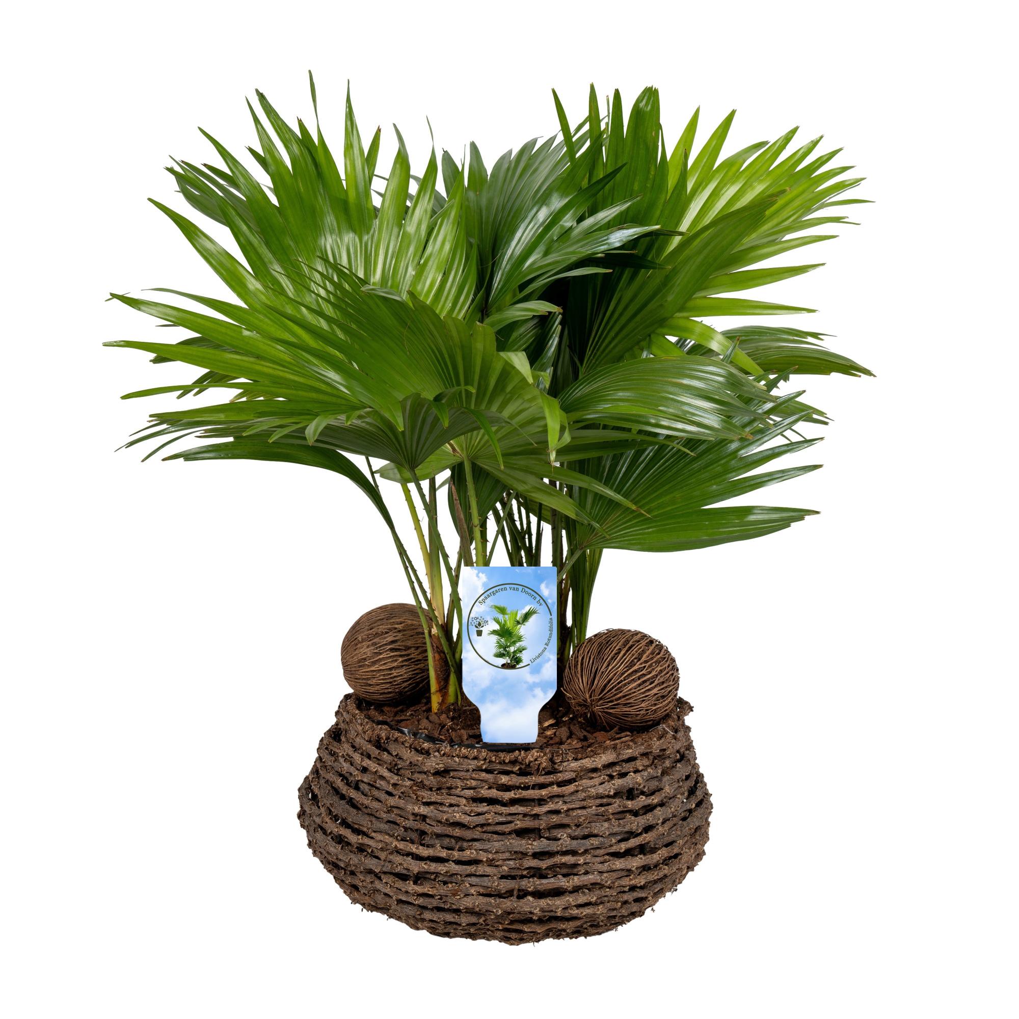 Livistona in caryota 27 cm mand etiket Lucht Zuiverend, D 27