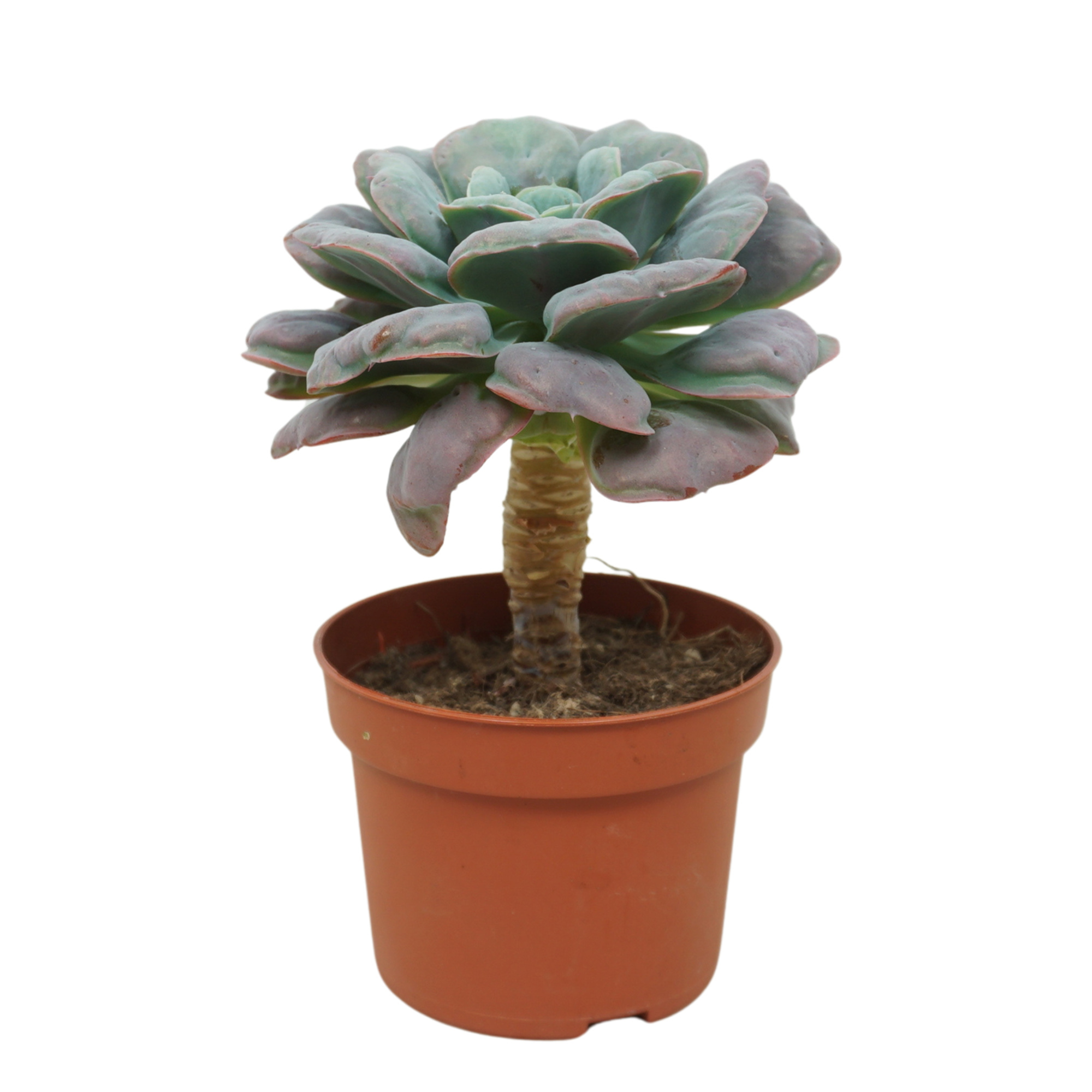 Echeveria blue heart op stam 10,5 cm, D 10,5