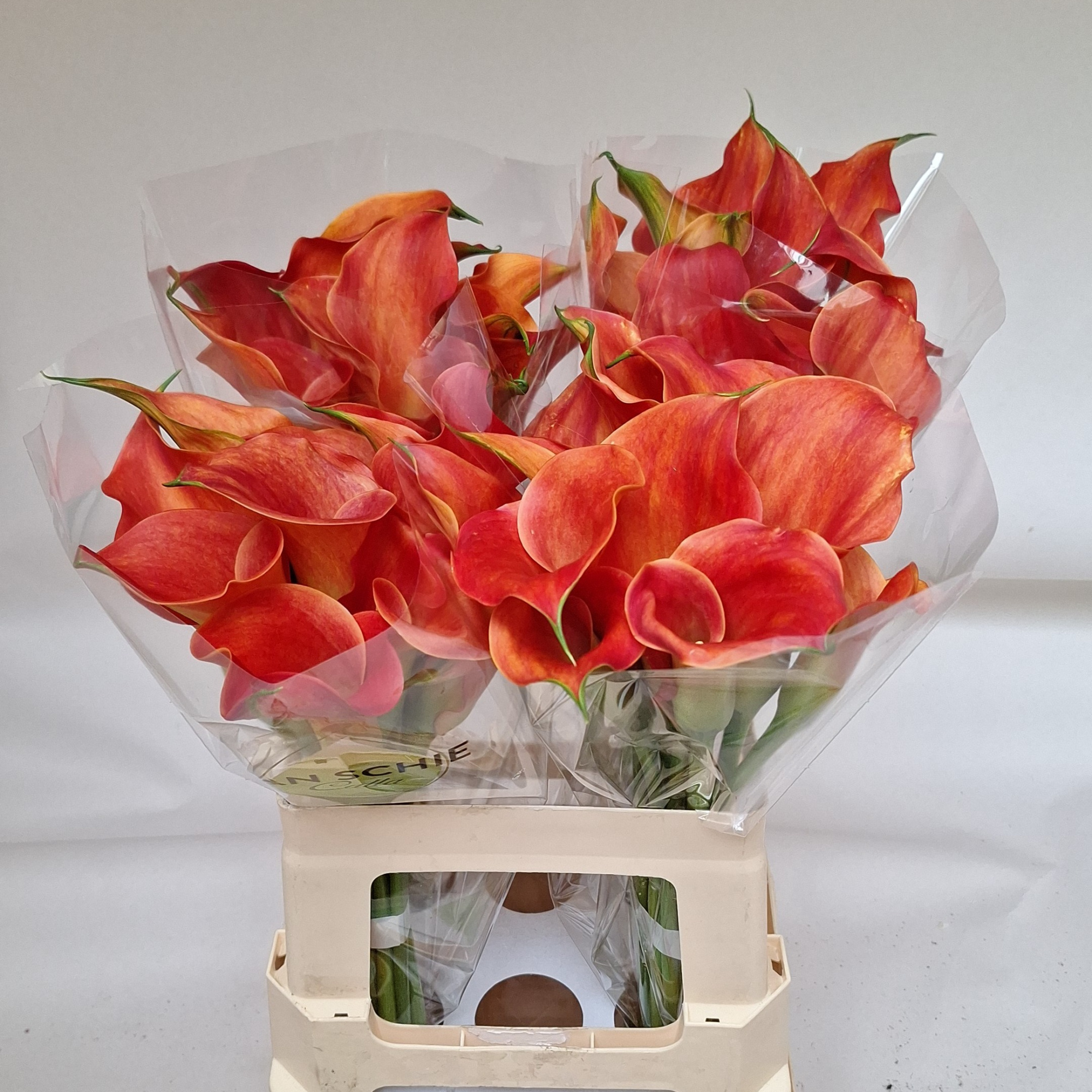 Калла Сансет Пэшн 60, шт.