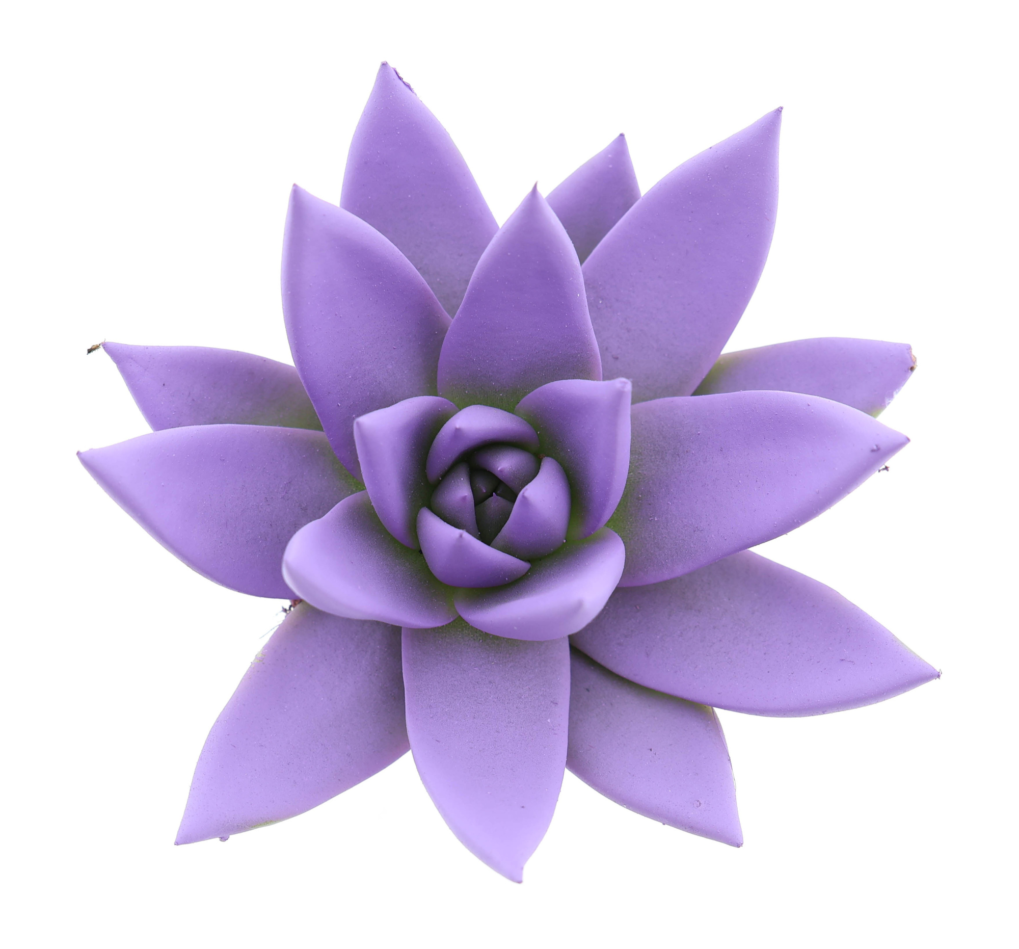 Rainbow purple, D 6 cm