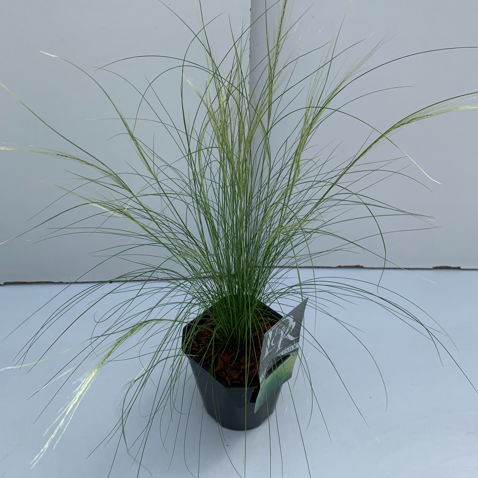 Stipa 'Ponytails', D 17 cm