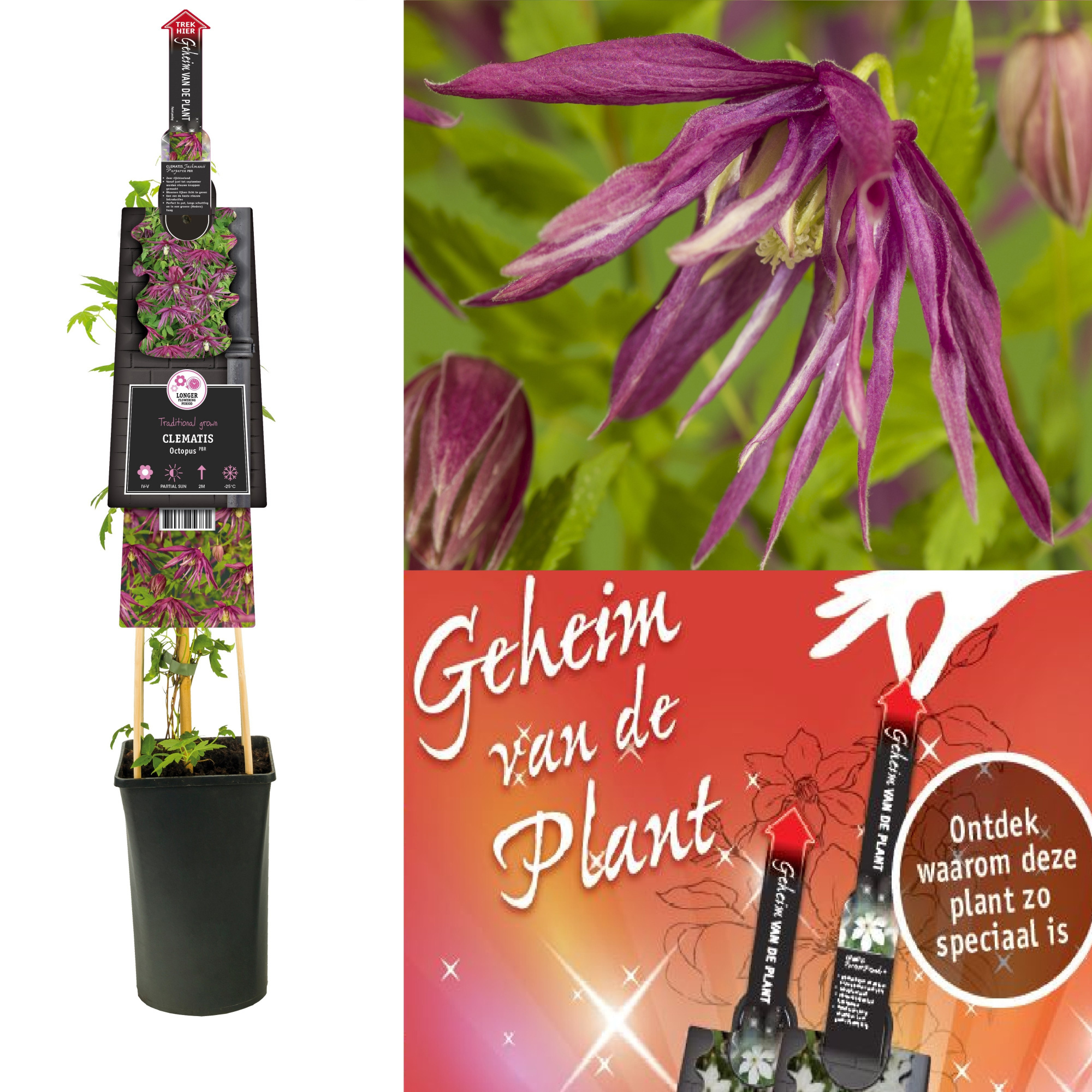 Clematis Octopus PBR +3.0 label+ secret of the plant NL, D 17